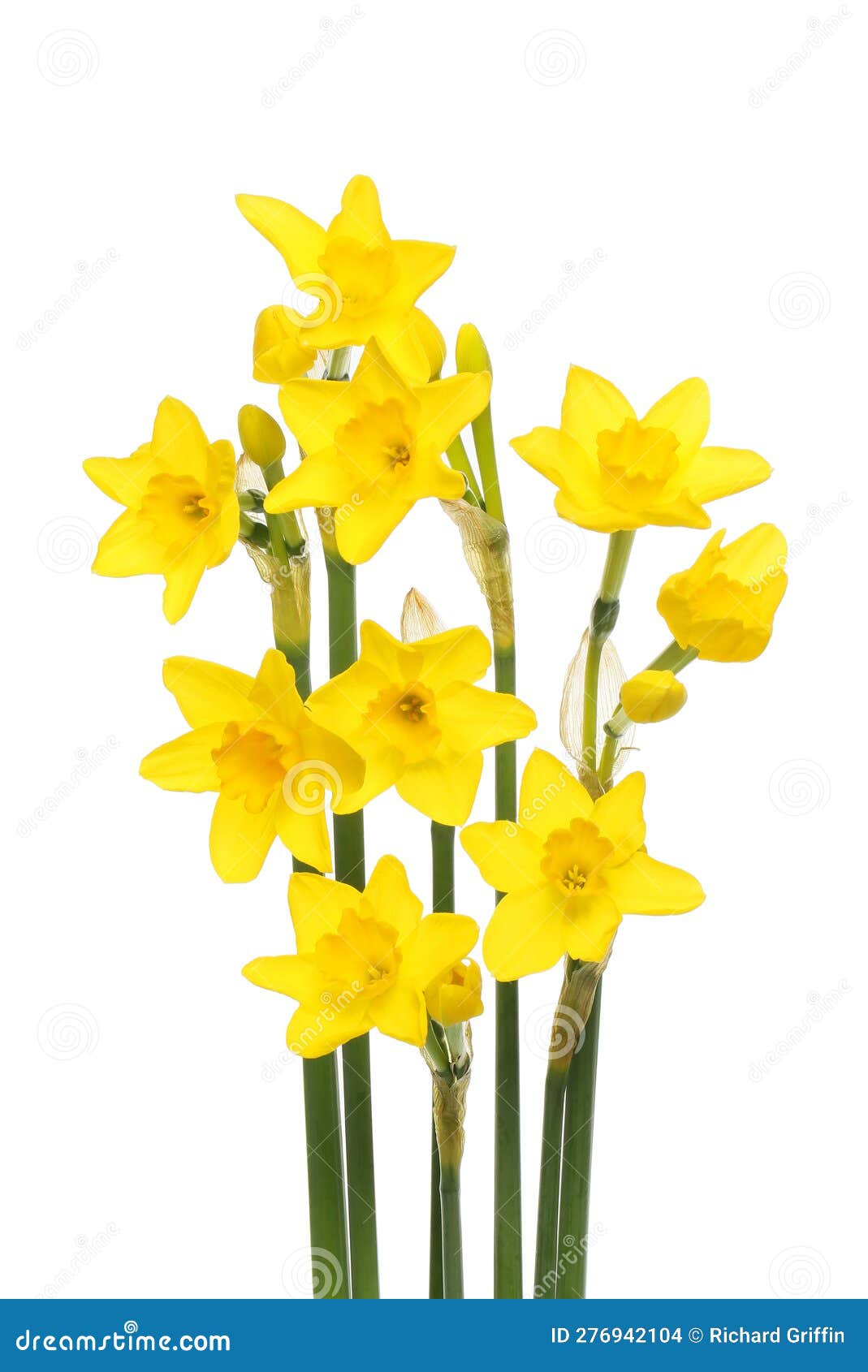 Group of golden daffodils stock photo. Image of season 276942104