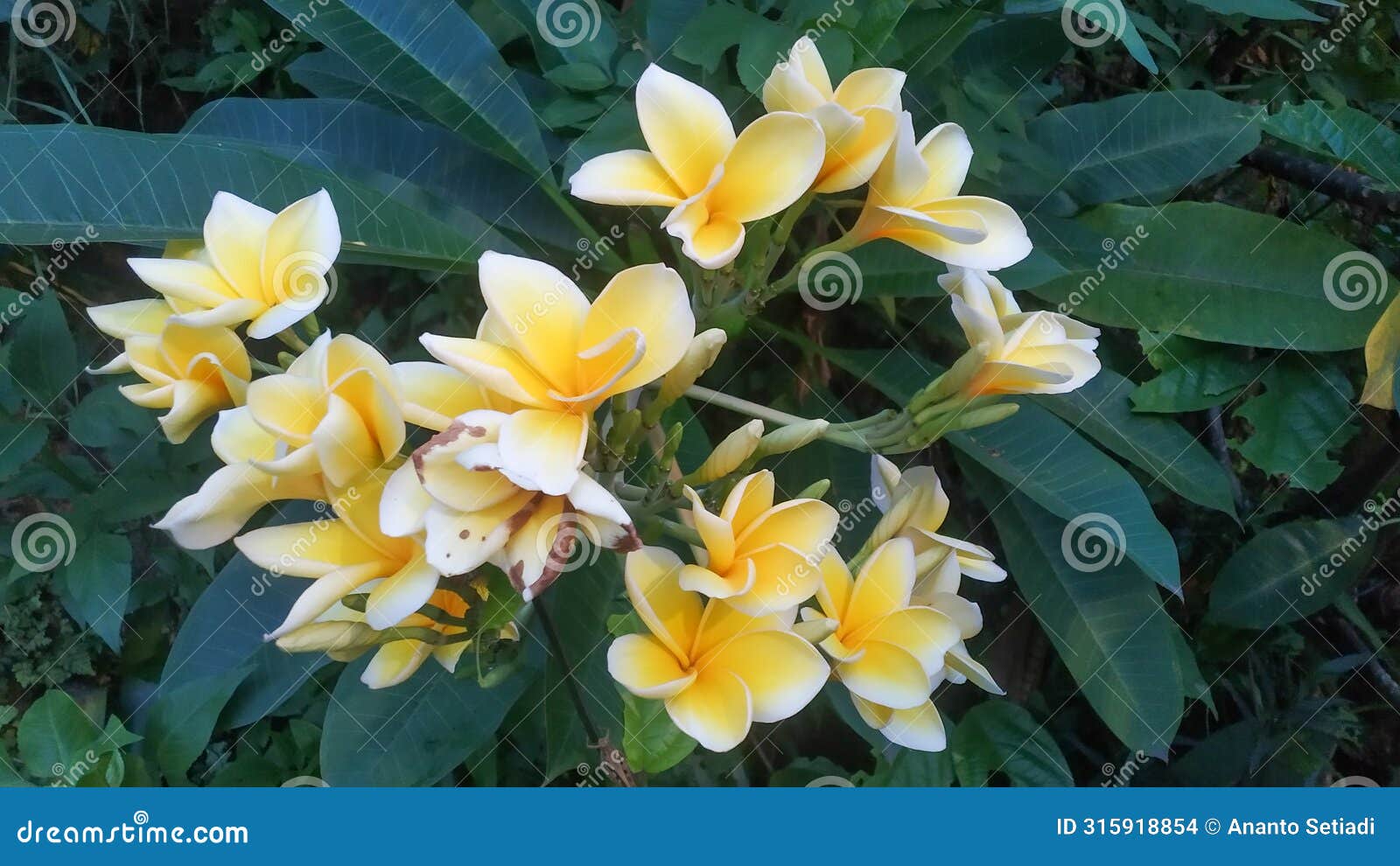 a group of gorgeous frangipani flowers in the garden