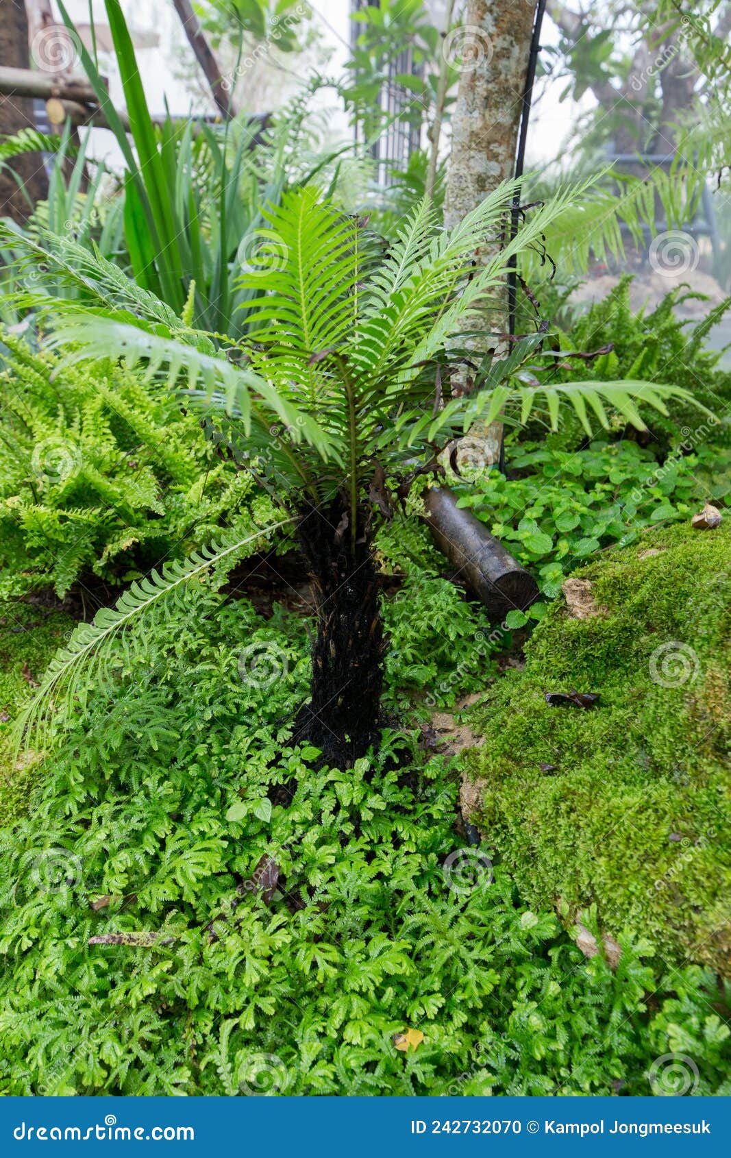 A Group of Green Bracken in the Garden Stock Photo Image of landscape
