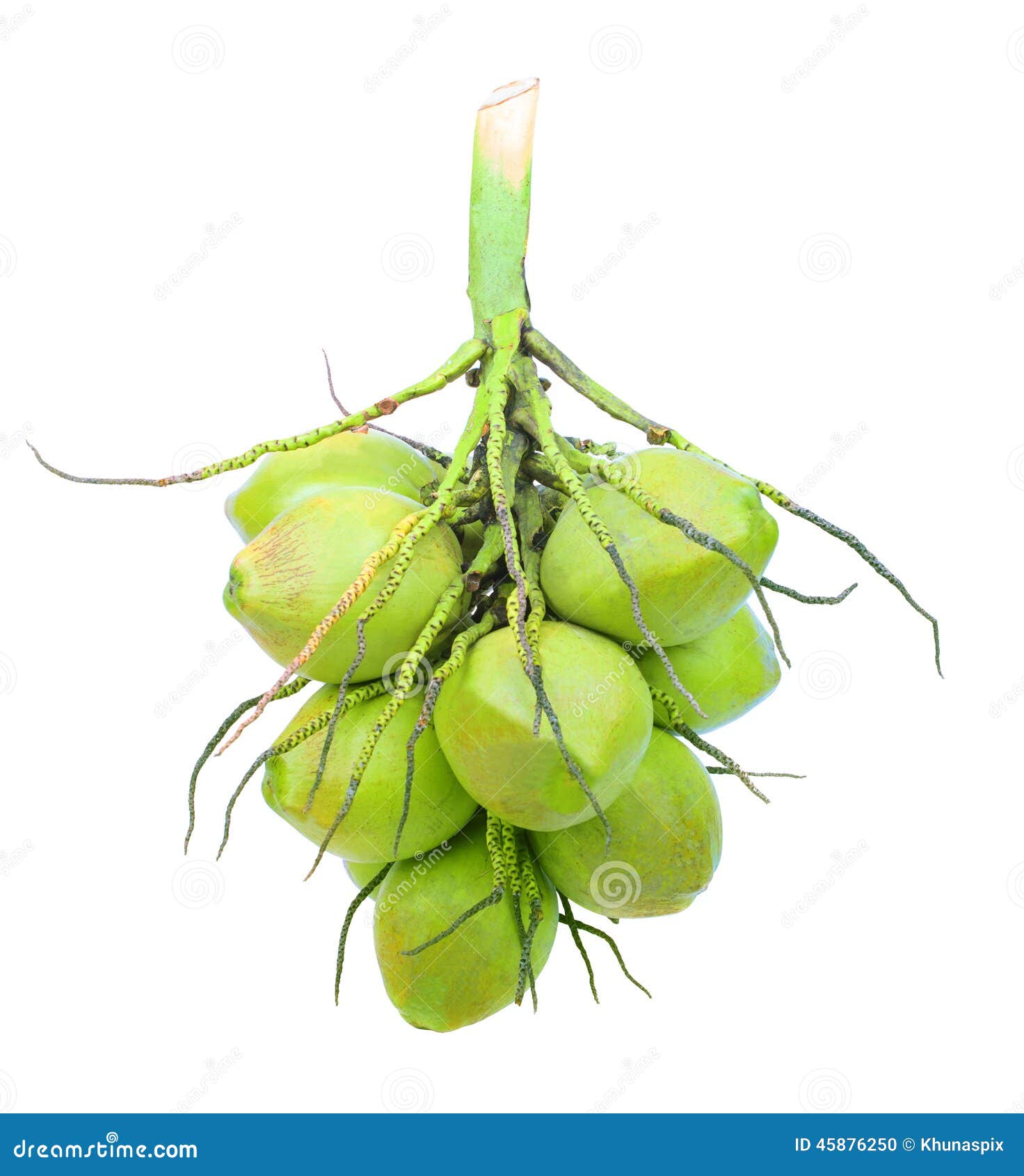 Group of Green Coconut Plant Isolated White Background Stock Photo Image of sweet, coconut