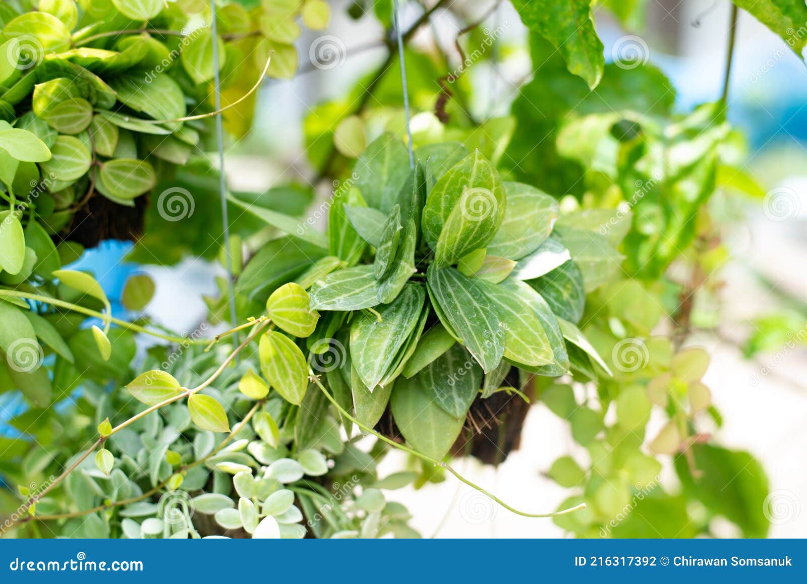 Green Hanging Plants in Nature Stock Photo Image of natural, climbing 216317392