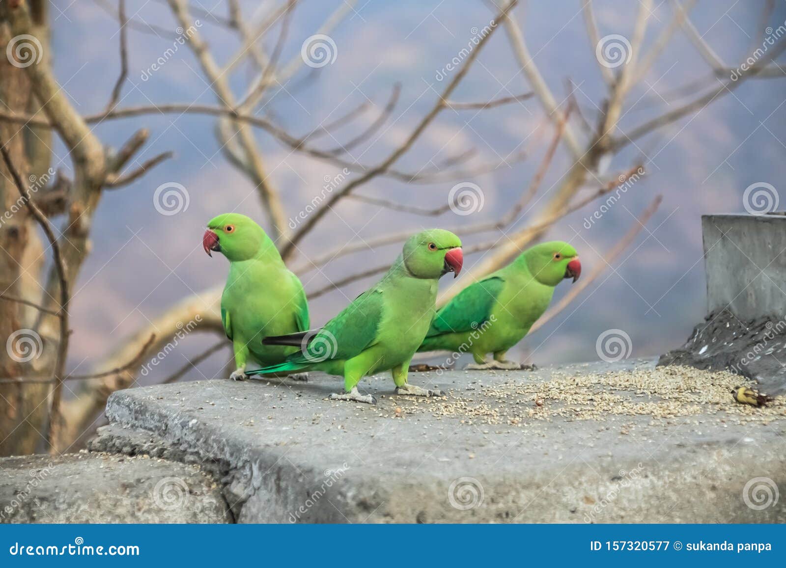 Wall stickers stone wall 8504 parrot