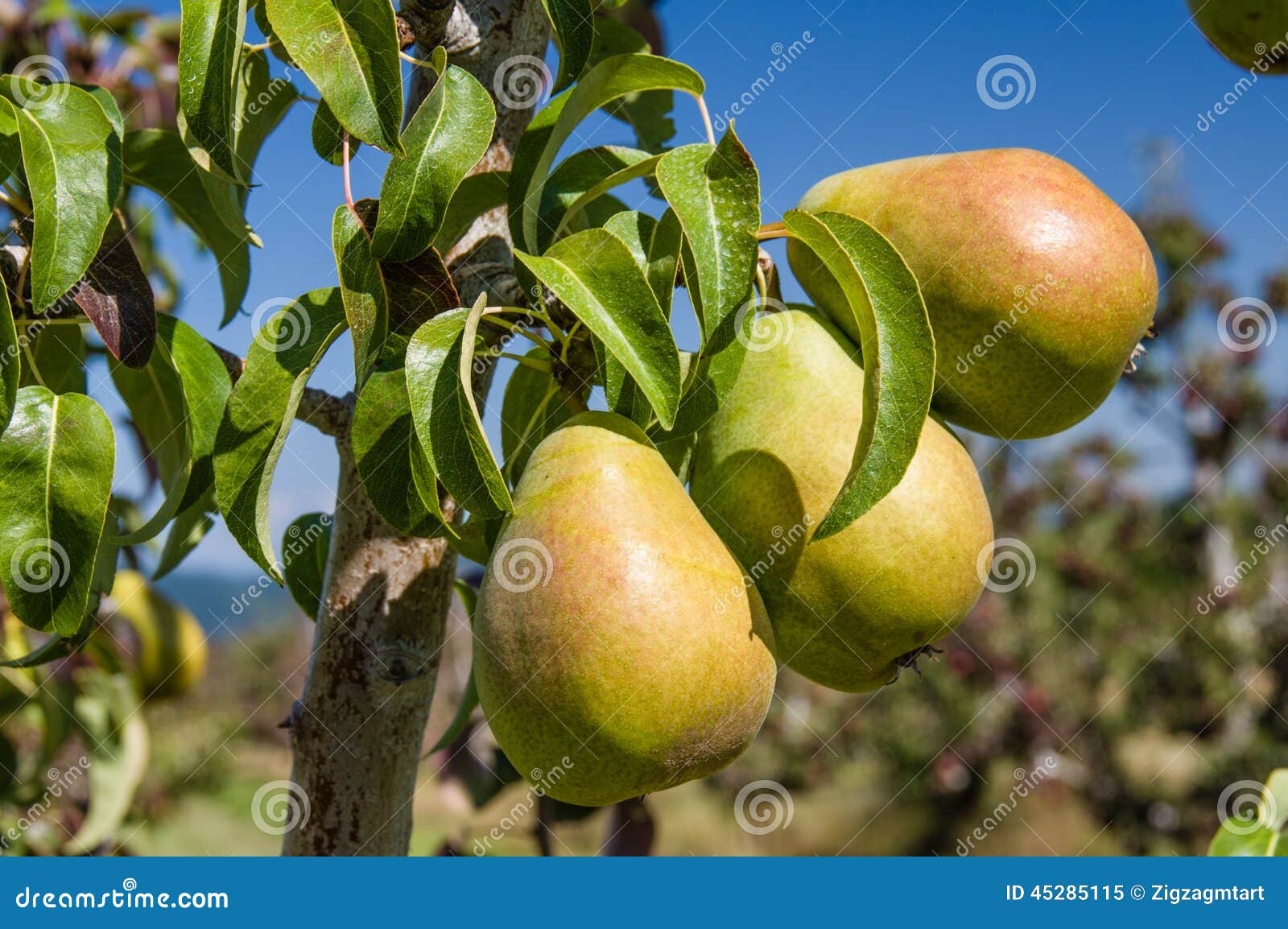 Group of Green Pears in an Orchard Stock Image Image of pear, healthy