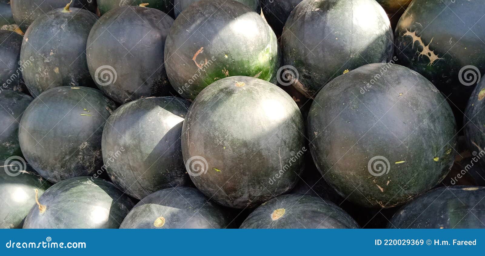 A Group of Green Watermelons. Several Layers of Ripen Water Melon Stock