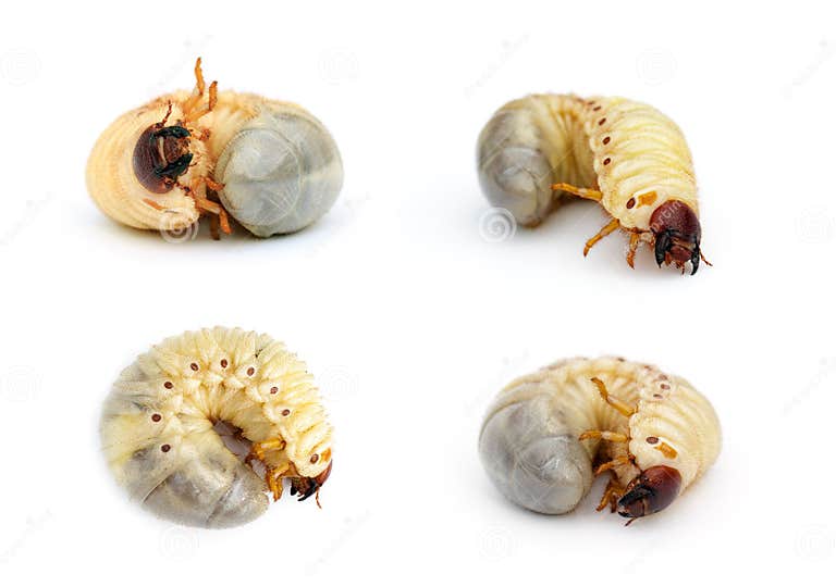 Group of of Grub Worms, Coconut Rhinoceros Beetle Oryctes Rhinoceros