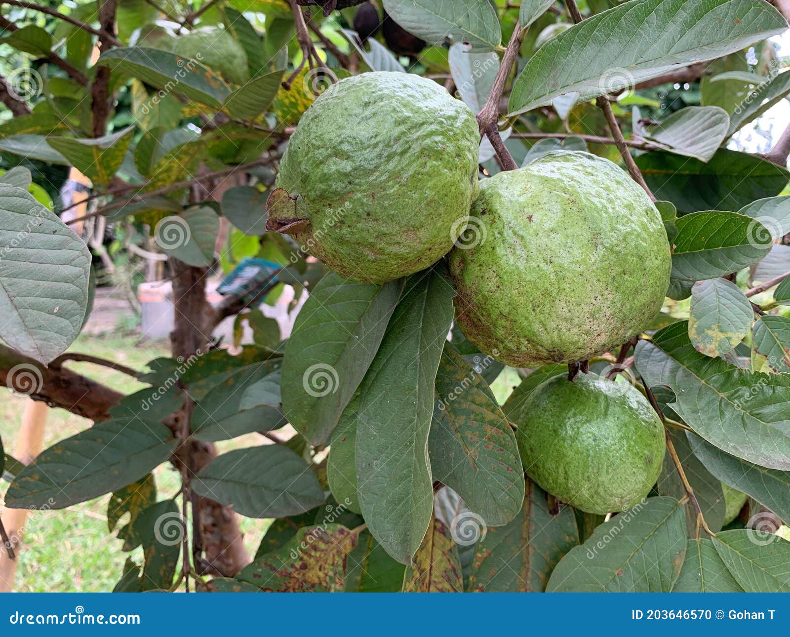 A Group of Guava Infected with Disease Stock Photo Image of natural