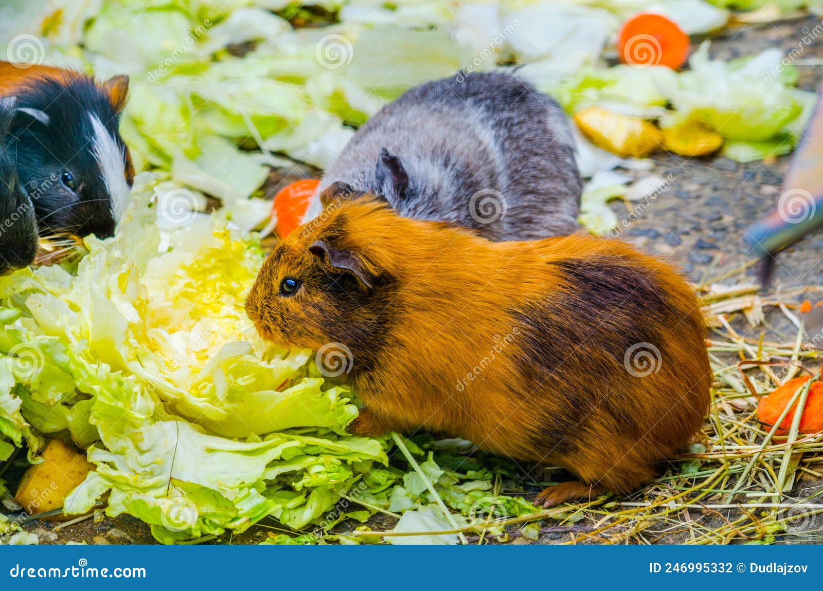 Group of Guinea Pigs is Eating Vegetables....IMAGE Stock Photo Image