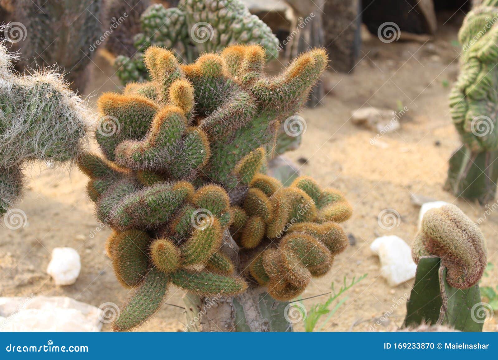 group of hairy spiny old man cactus.