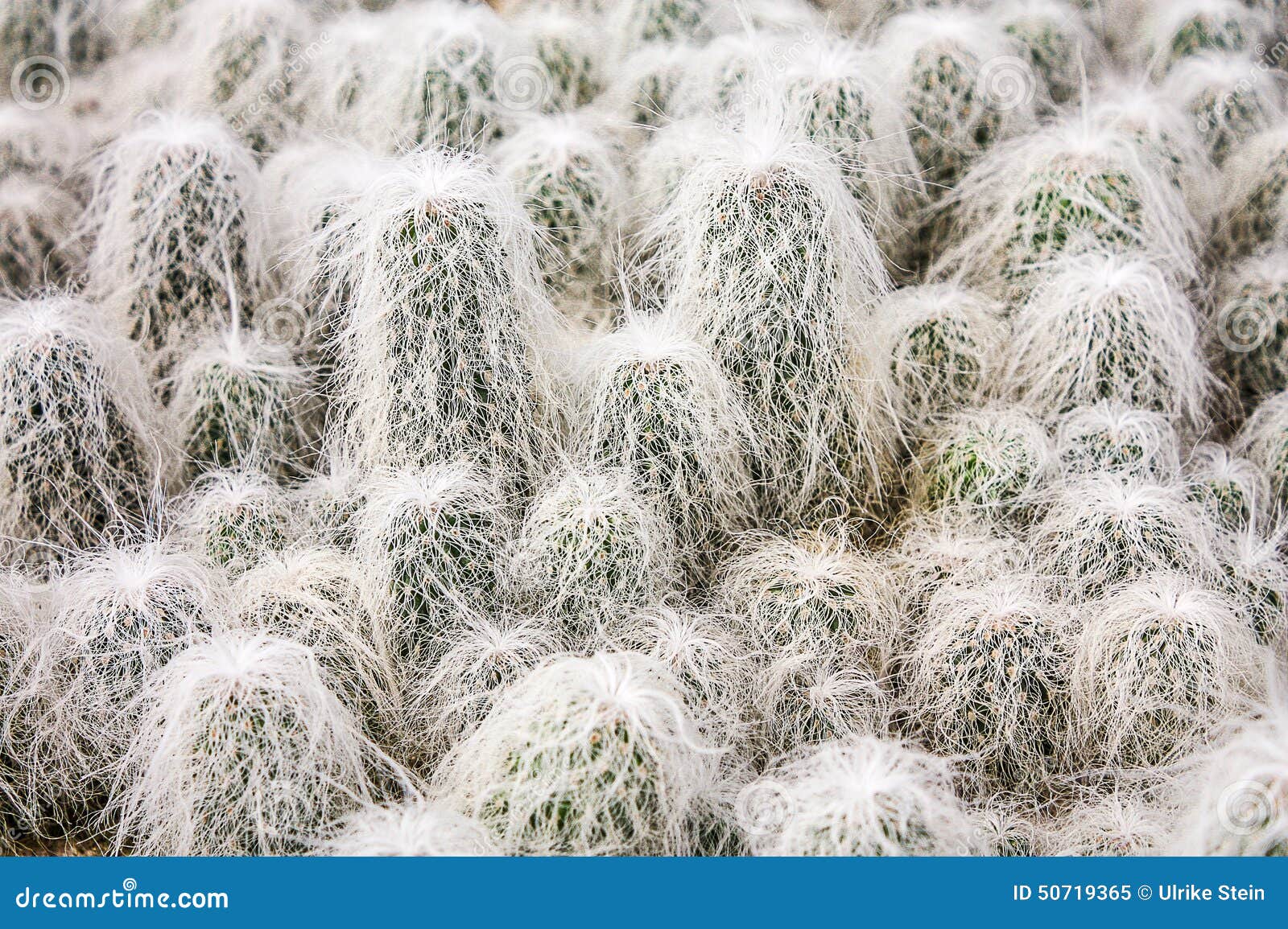 group of hairy spiny old man cactus