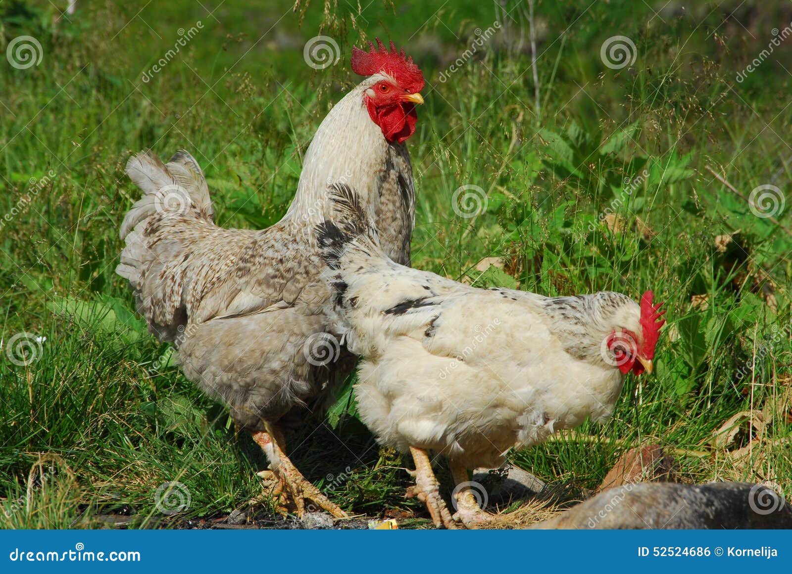 Group Of Hens 87