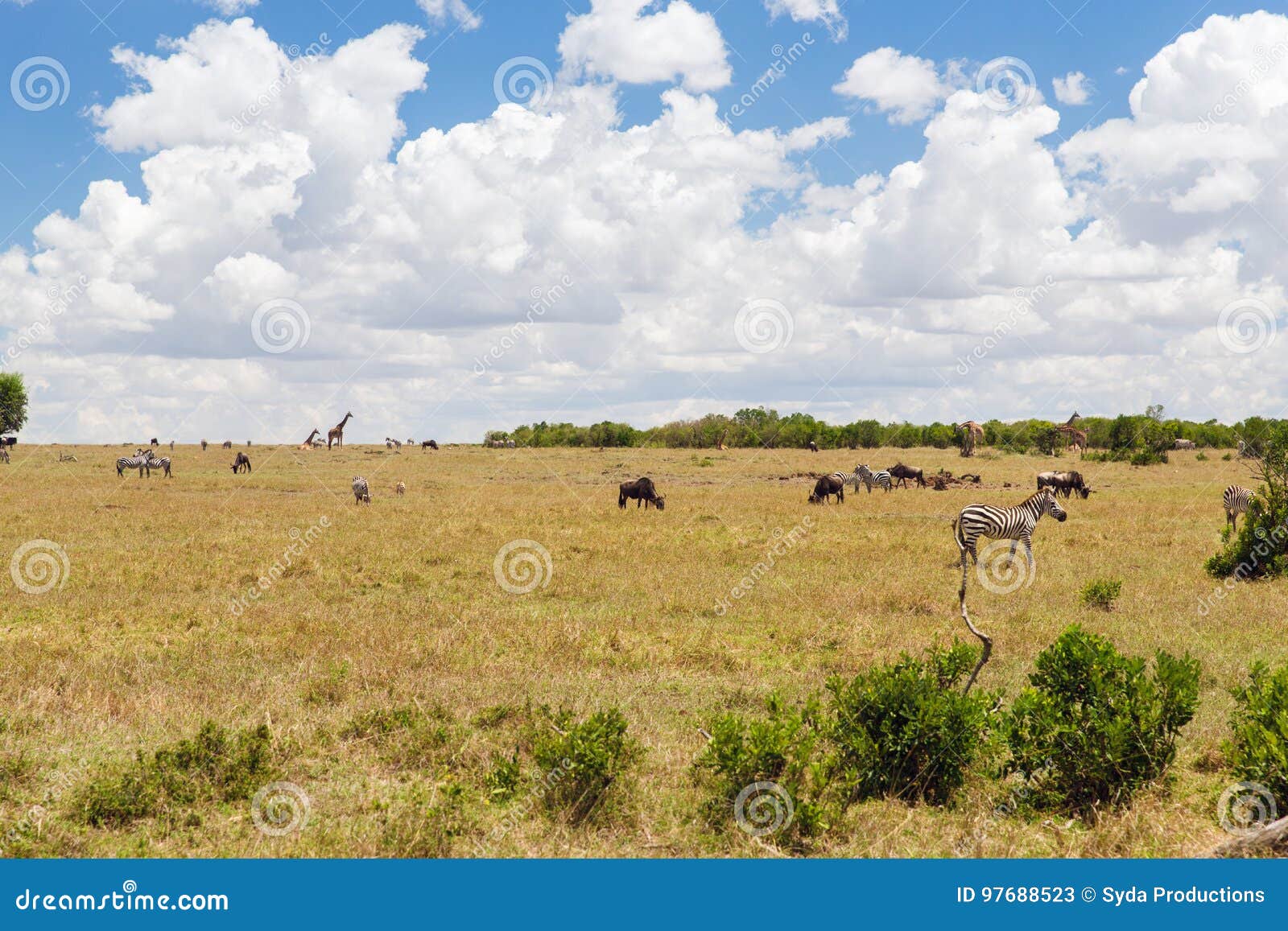 group of herbivore animals in savannah at africa