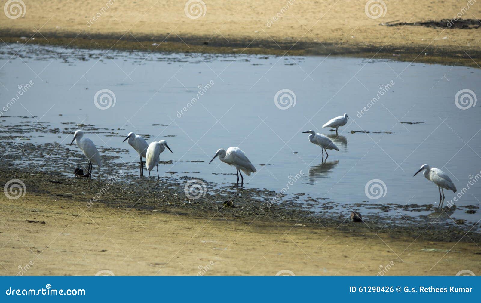 Group of Herons. Group of white herons fishing in lake water