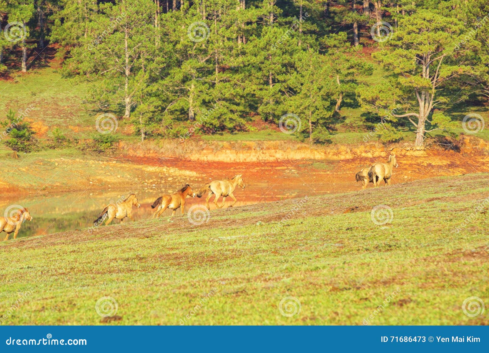 group of horse