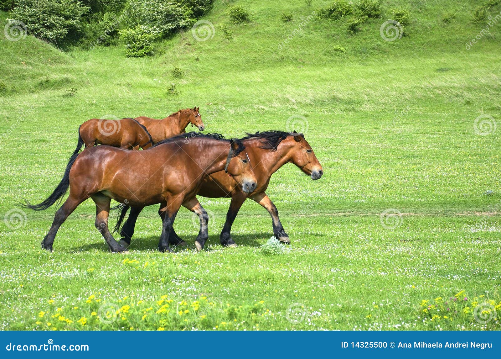 Group Of Horses Pasturing On A Beautiful Hill Next To A Village In A