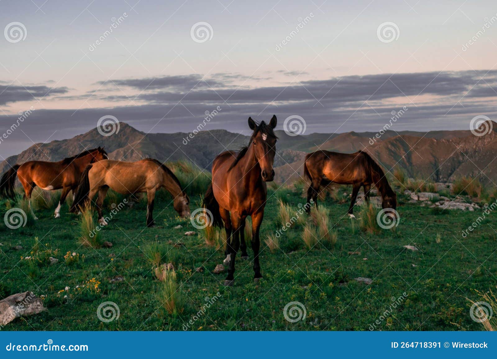 Group of Horses on the Hill at Sunset Stock Image Image of