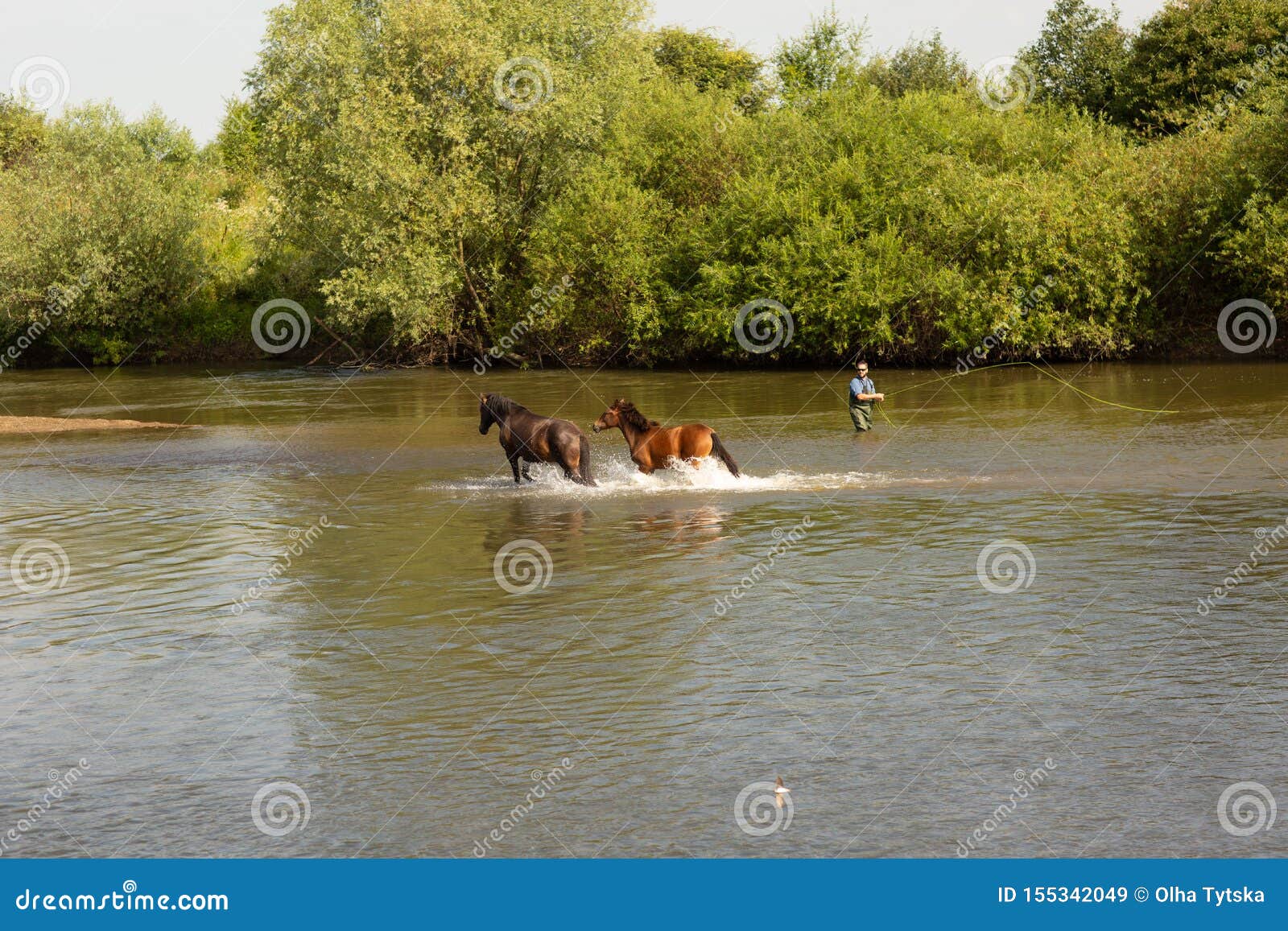 A Group of Horses Running in the Water Across the River Stock Image