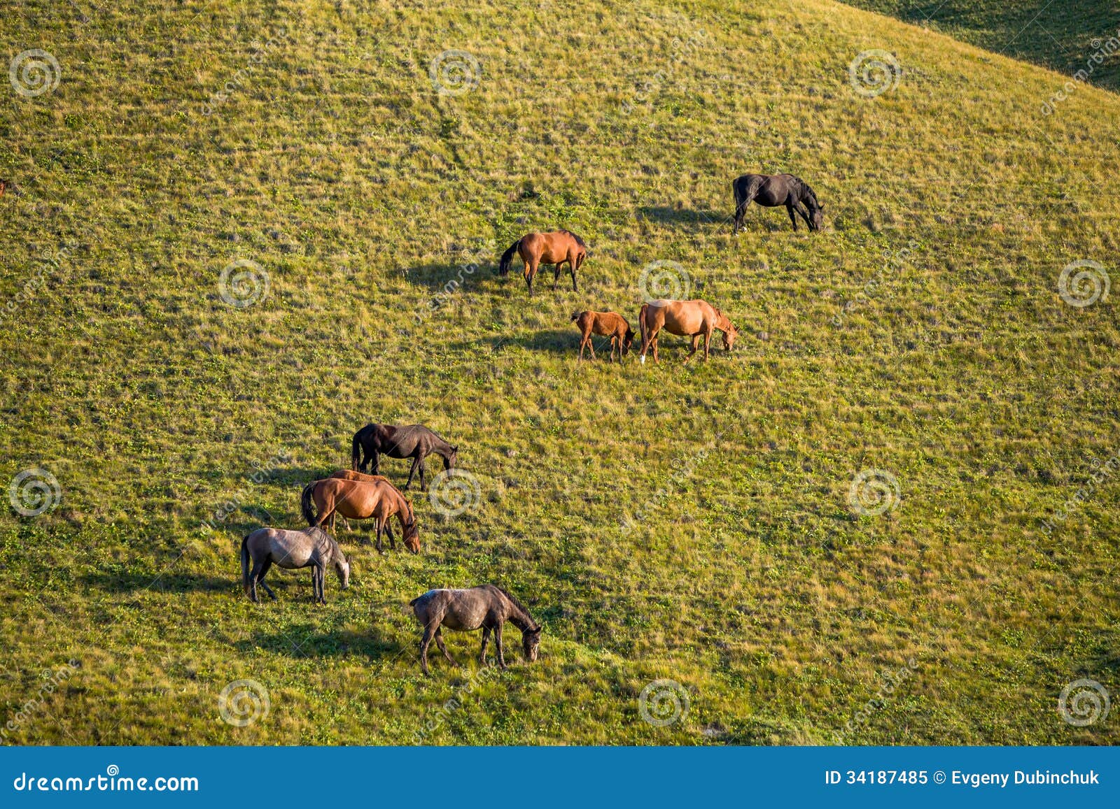Group of horses at sunset stock image. Image of livestock 34187485