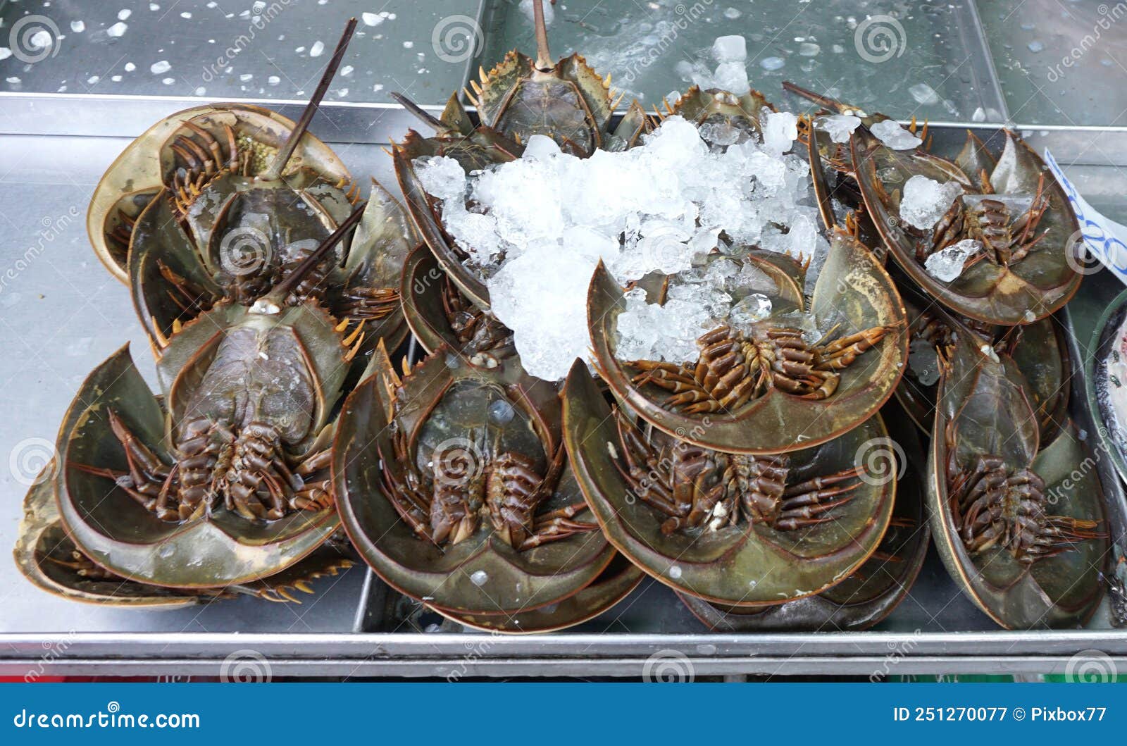 Group of Horseshoe Crabs on Tray Stock Image Image of cuisine