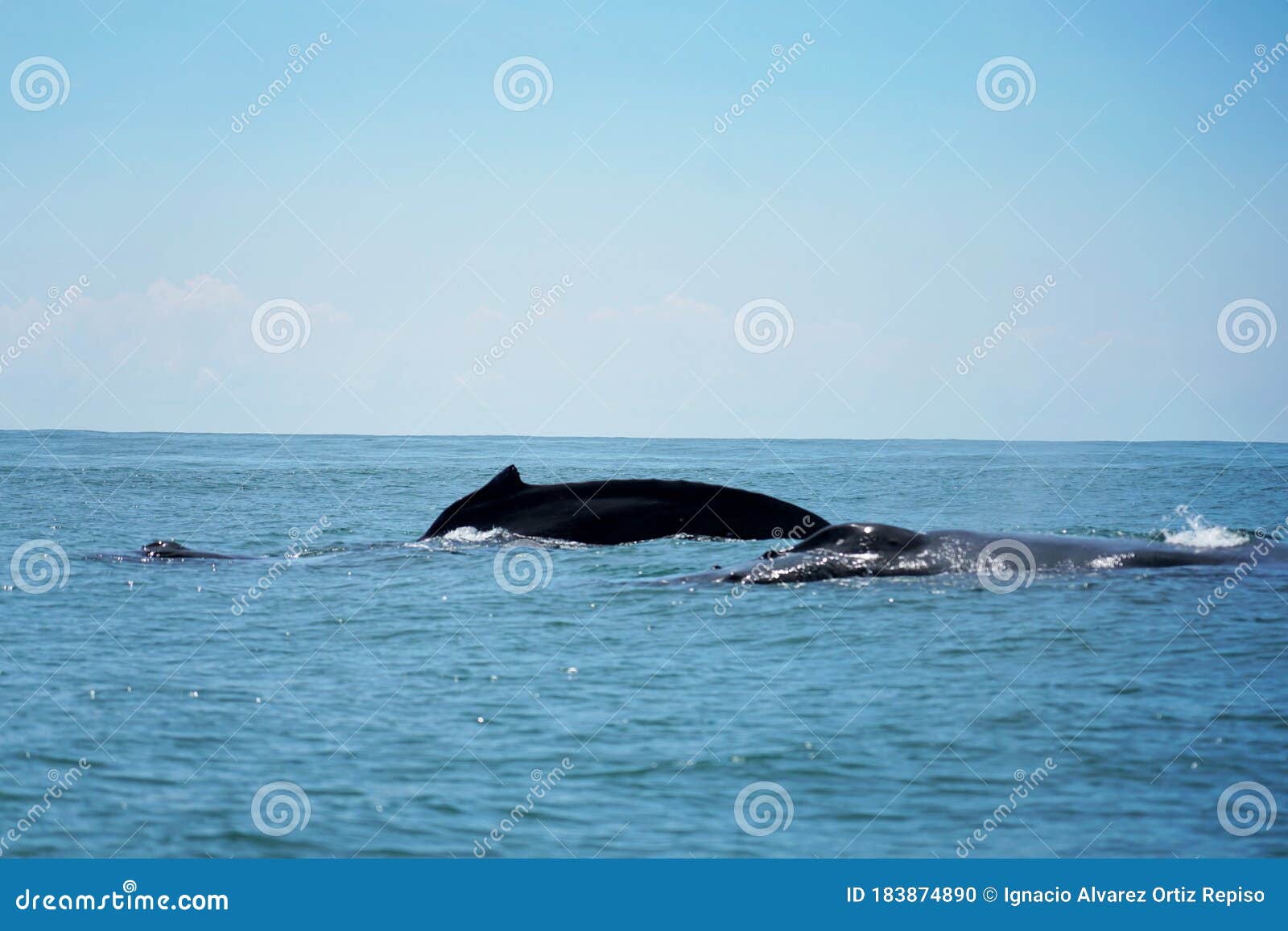 group of humpback whales in corcovado national park of costa rica