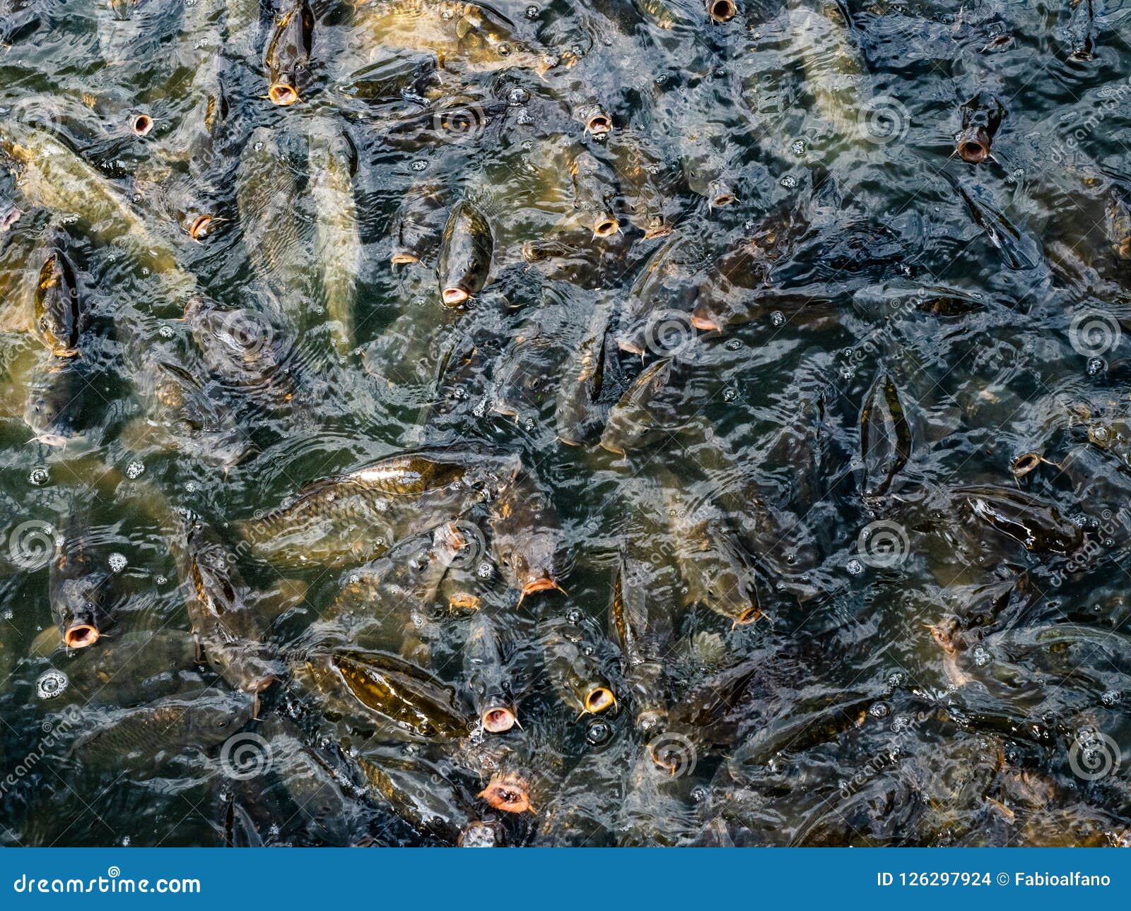 Group of Hungry Carp Inside a Pond Stock Photo Biology Diagrams