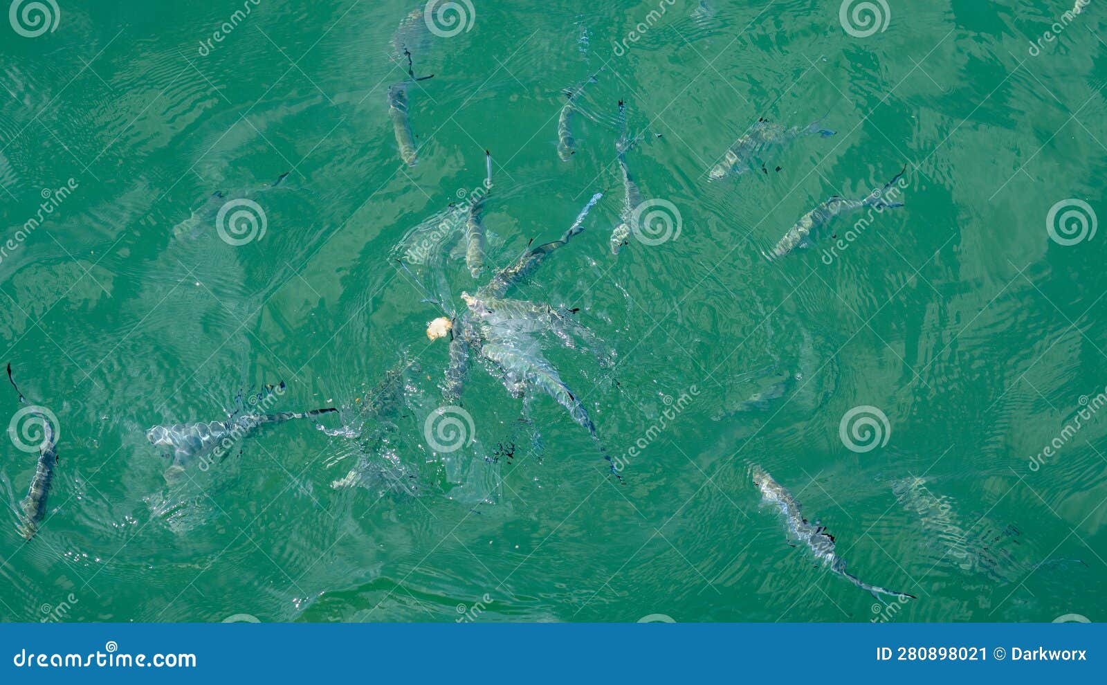 Group of Hungry Fish Eating Bread Crumbs on the Surface of the Sea