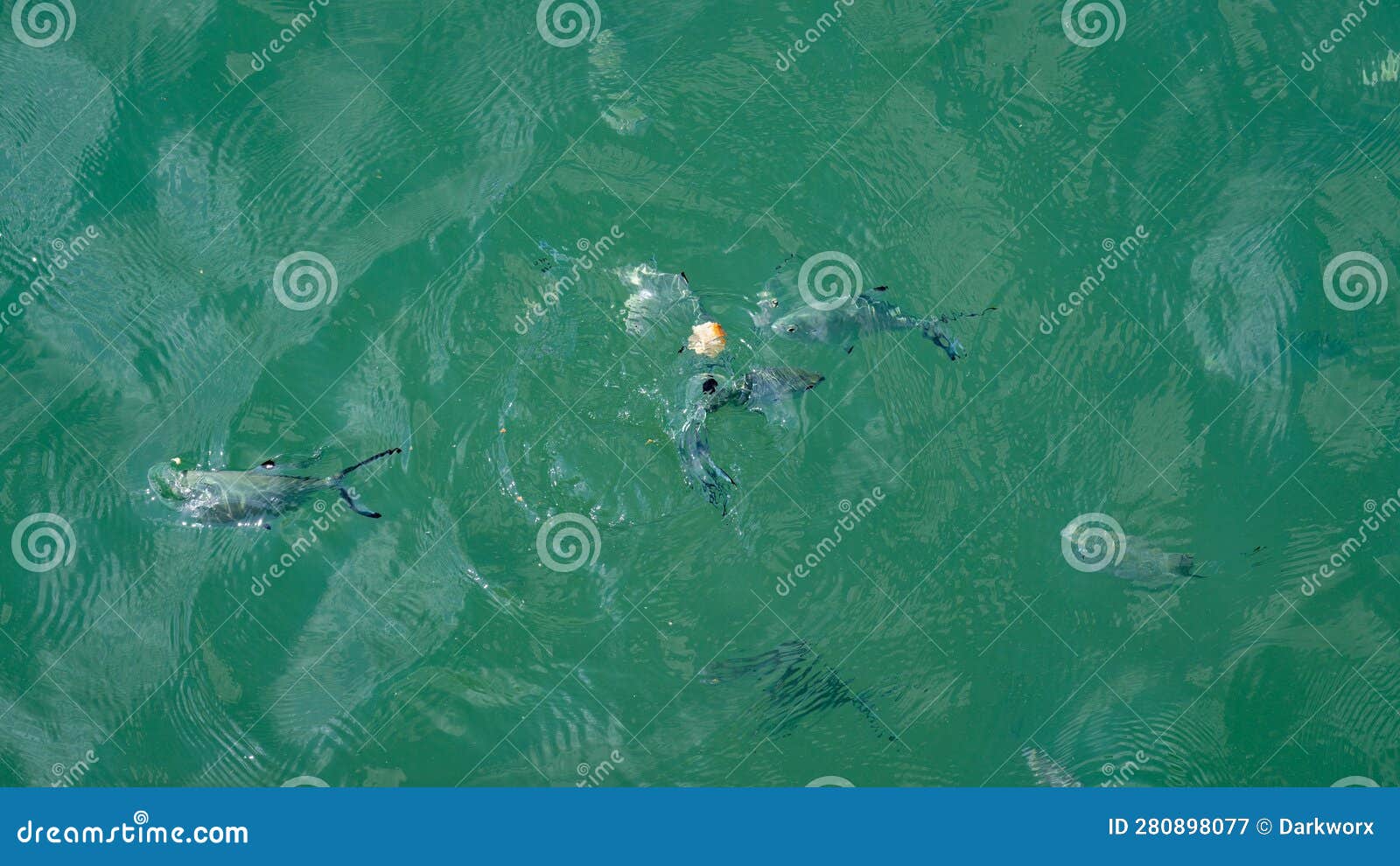 Group of Hungry Fish Eating Bread Crumbs on the Surface of the Sea
