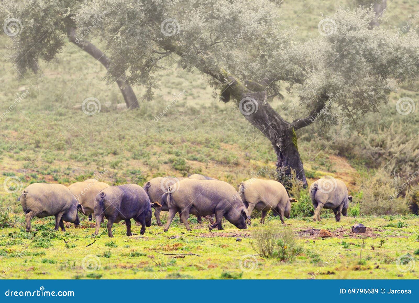 group of iberian pig in the meadow, spain