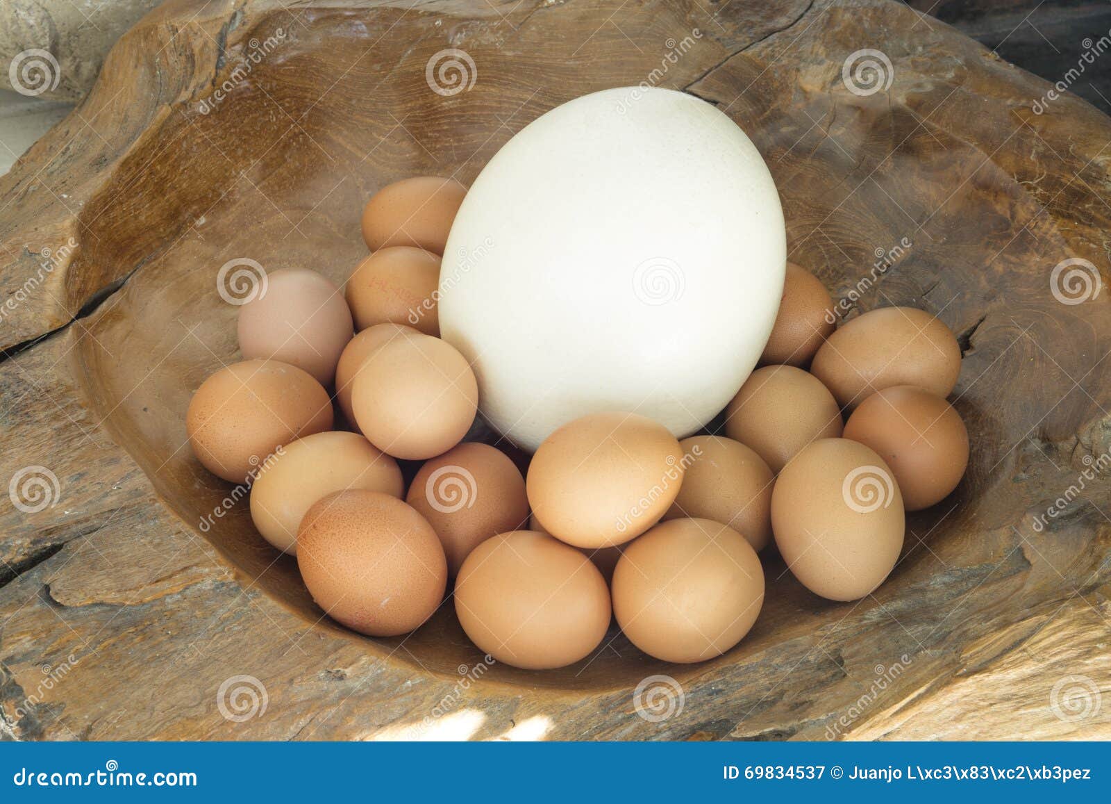 Group Of Identical Chicken Eggs Except An Ostrich Egg Stock Image Image Of Contrast Mixed 69834537