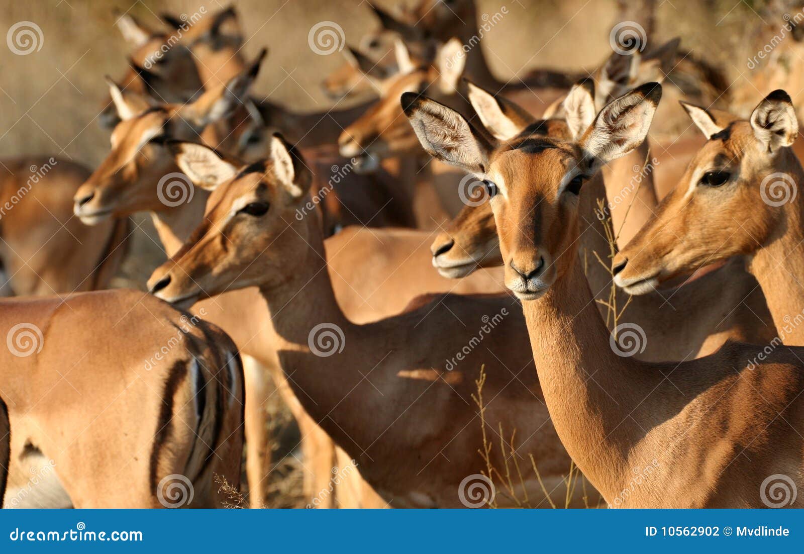 group of impala females