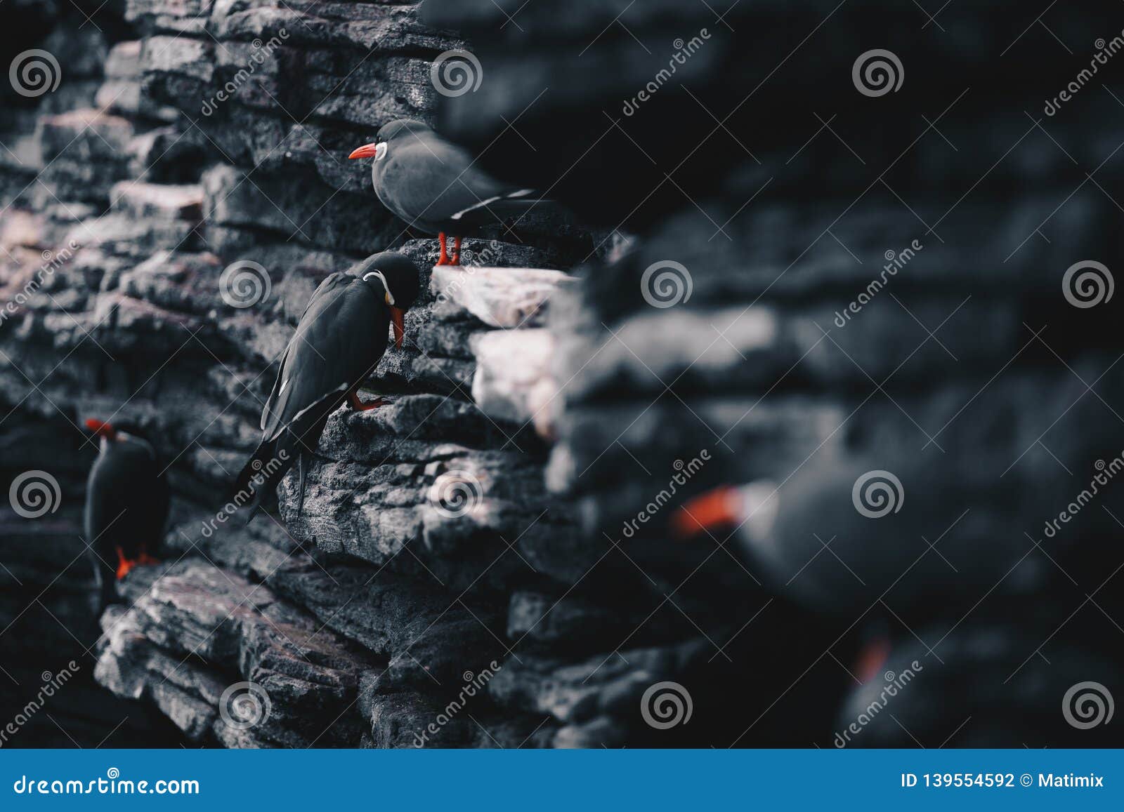 group of inca terns - larosterna inca sitting on a rocky coast cliff
