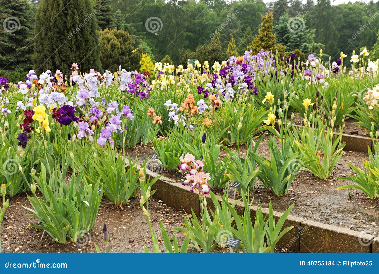 Group of irises stock photo. Image of blooming, blossom - 40755184