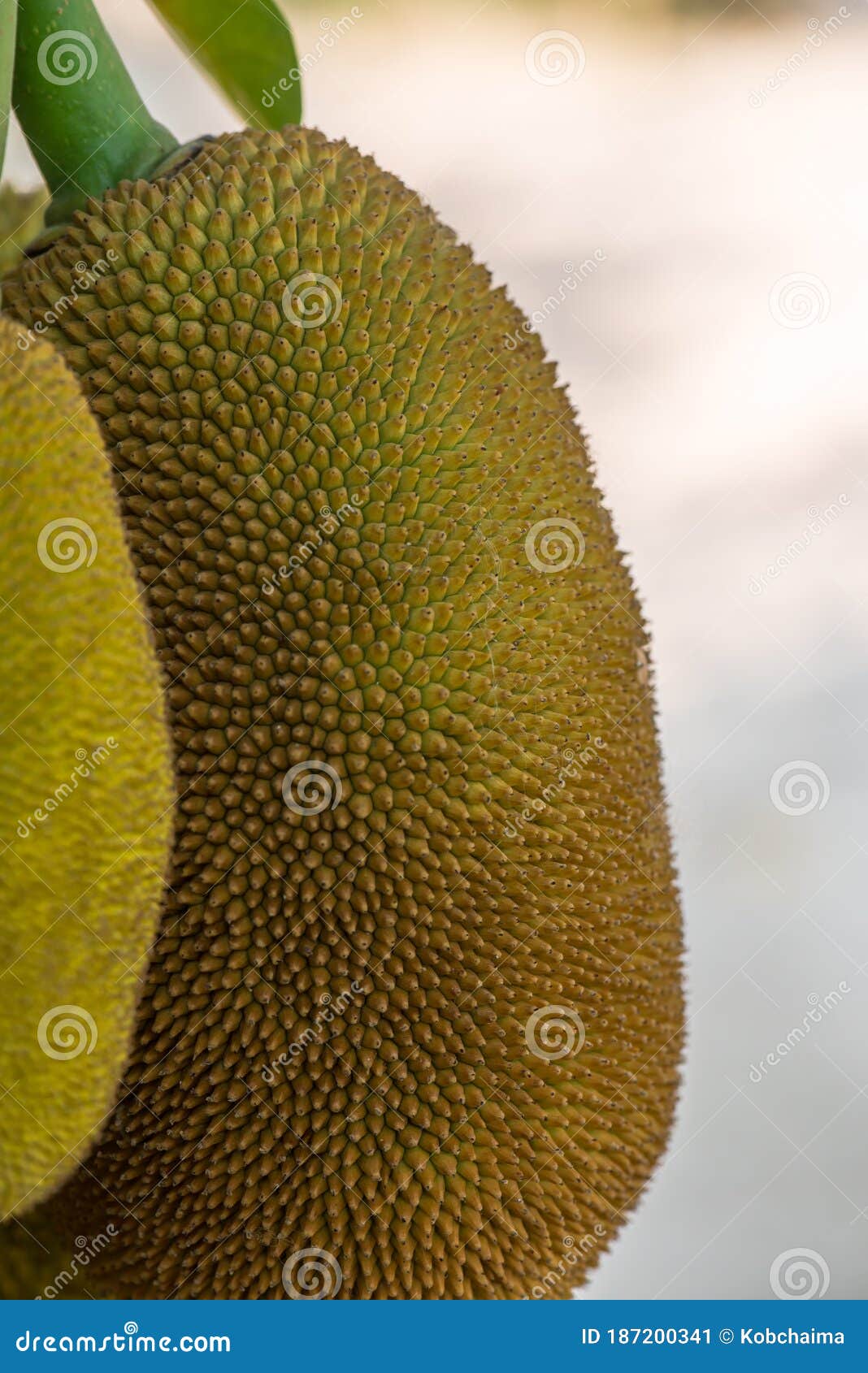 Group of jackfruit on tree stock image. Image of spiked 187200341
