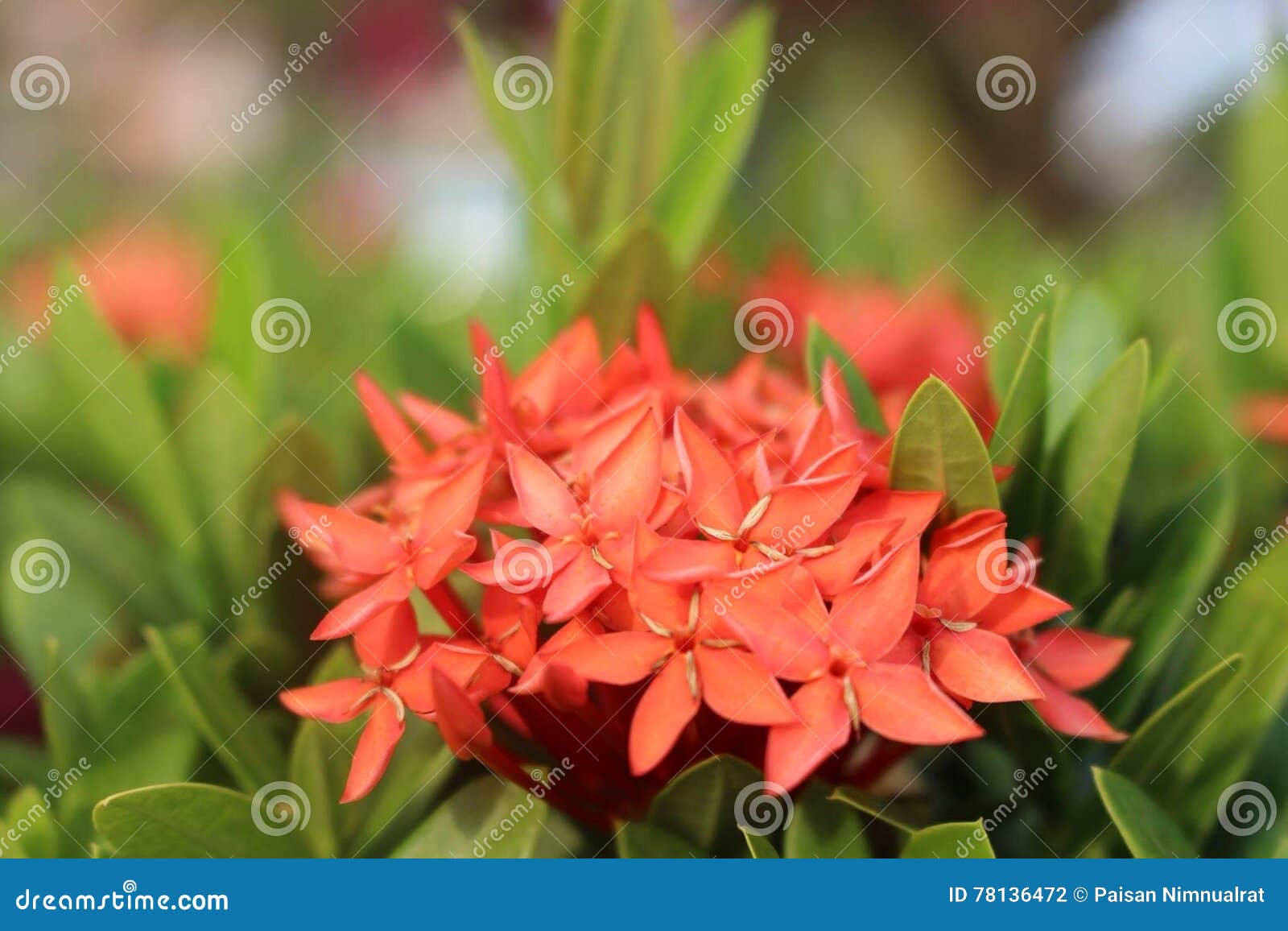 Group of jasmine stock photo. Image of garden, front 78136472