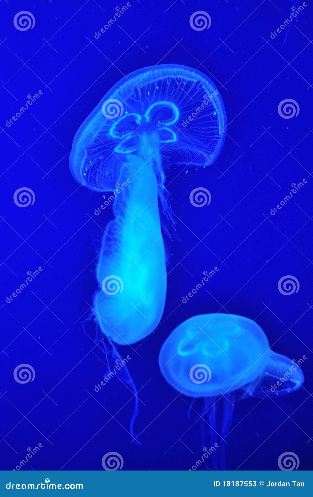 Group of jellyfish stock image. Image of fish, biodiversity 18187553