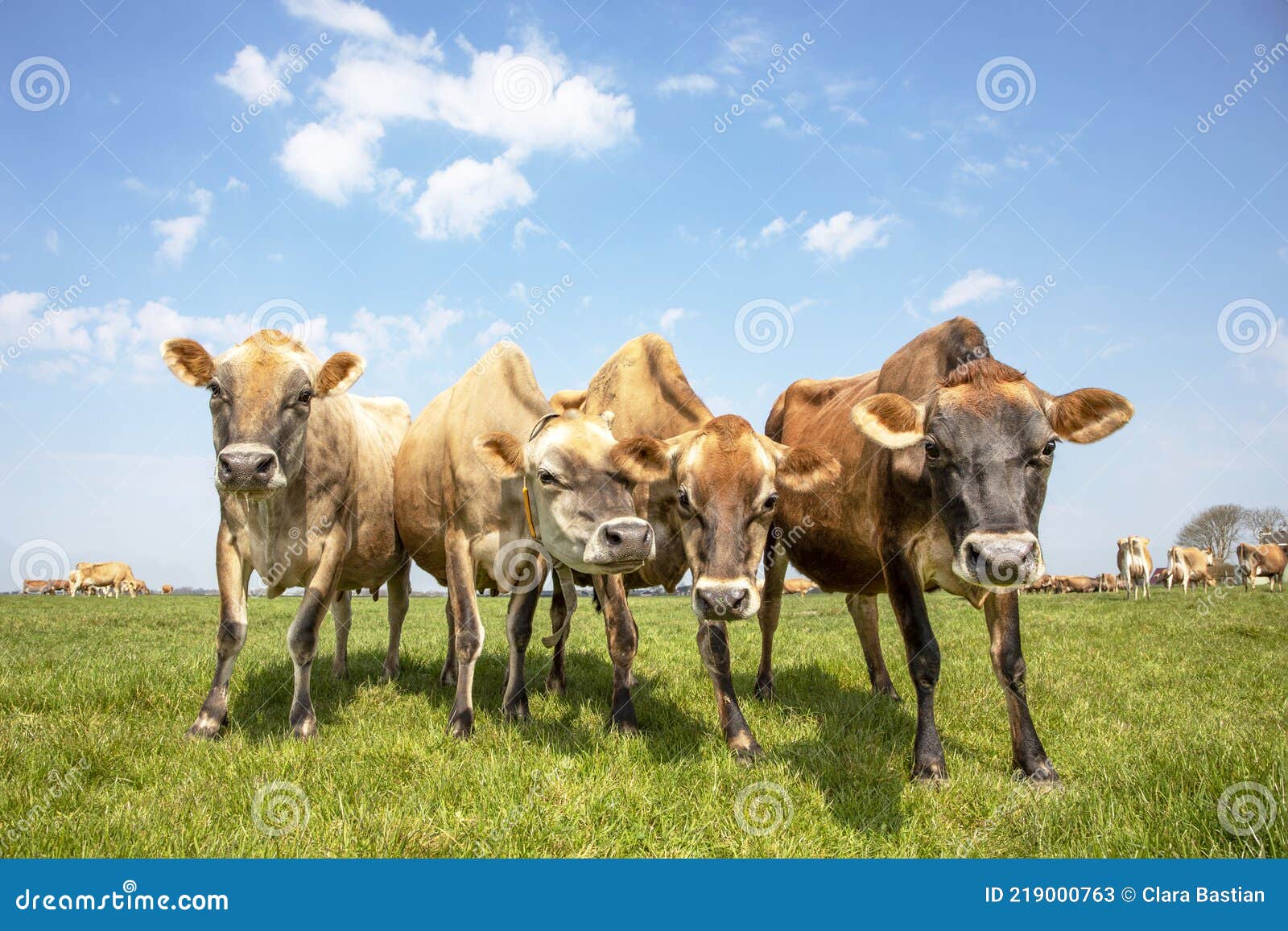 Group of Jersey Cows, Known As Brown Bessie or Butter Cow, Together ...