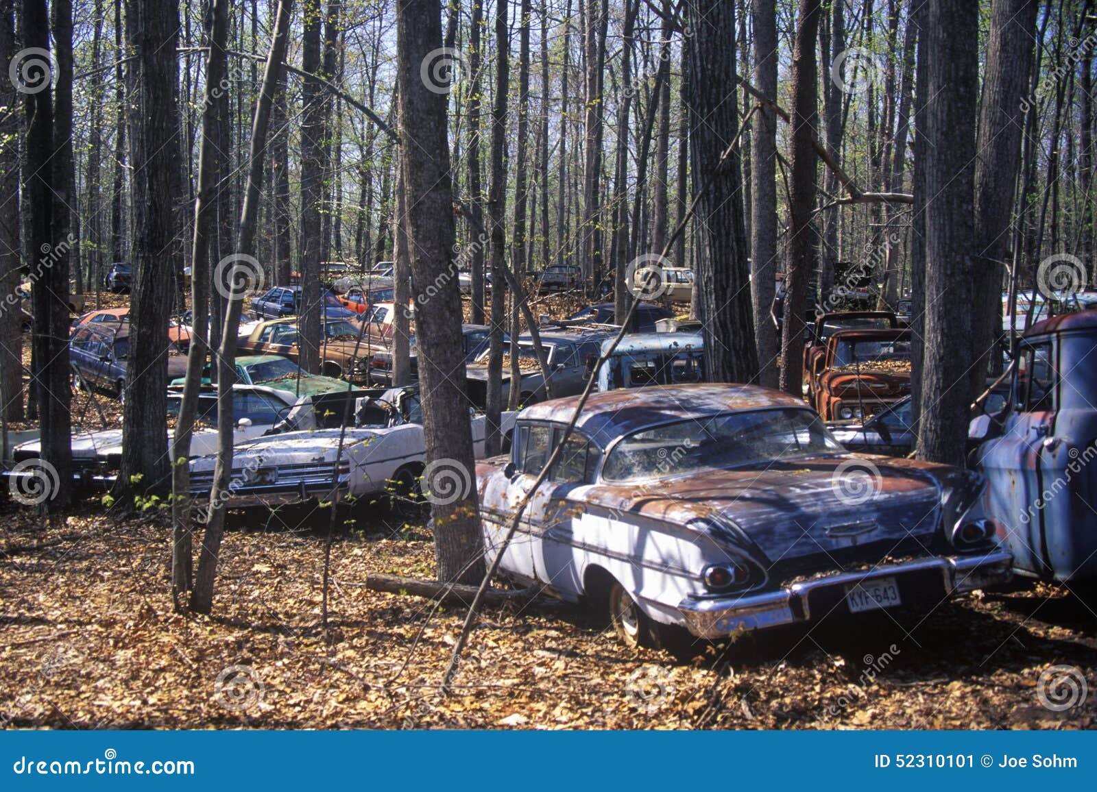 A Group of Junk Cars in a Forest Off of Route 29 in Virginia Editorial