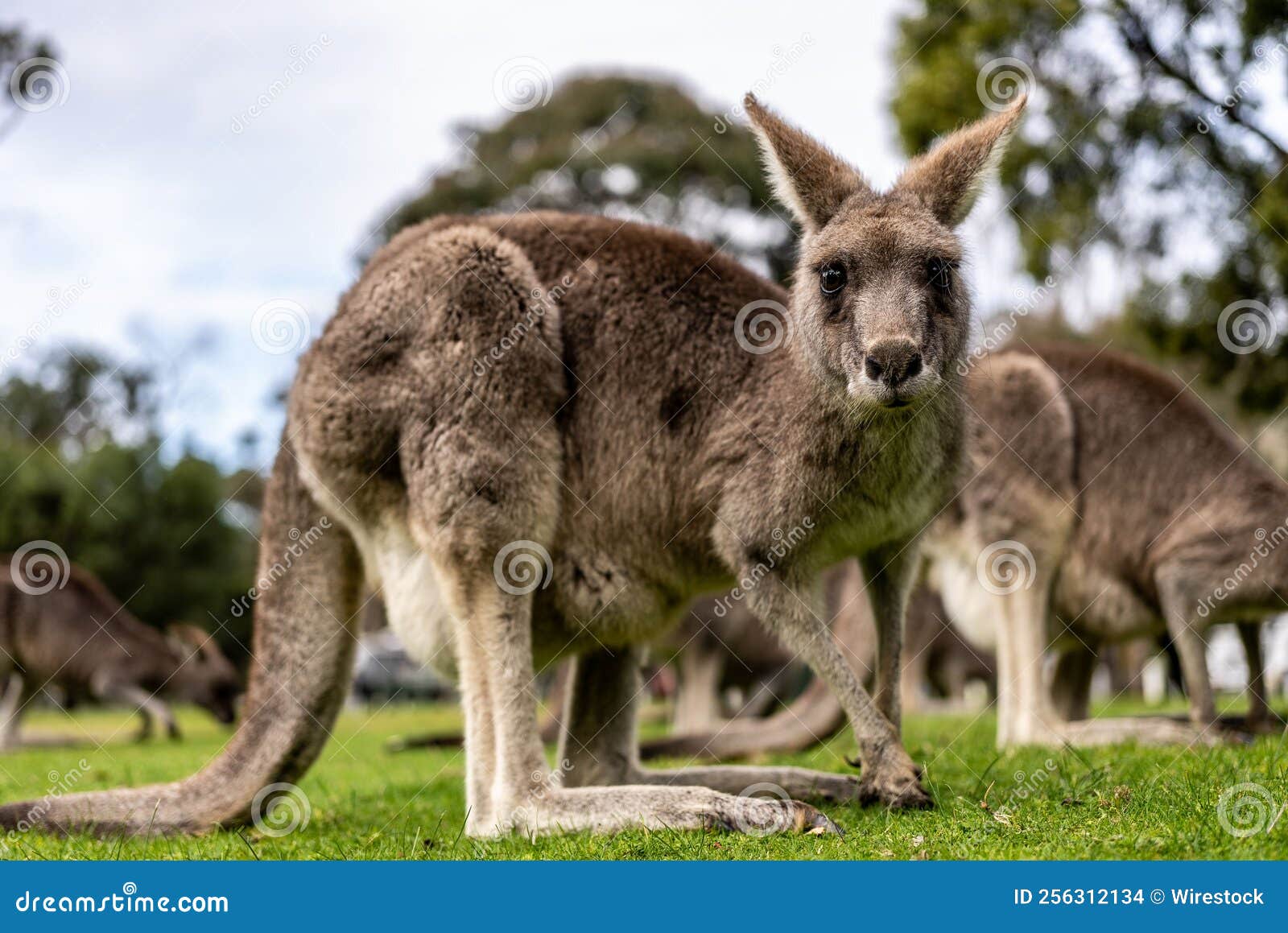Group of Kangaroos on a Grass in the Park Stock Photo Image of mammal