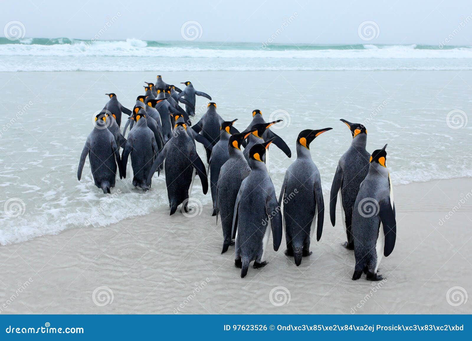 group of king penguins, aptenodytes patagonicus, going from white sand to sea, artic animals in the nature habitat, dark blue sky,