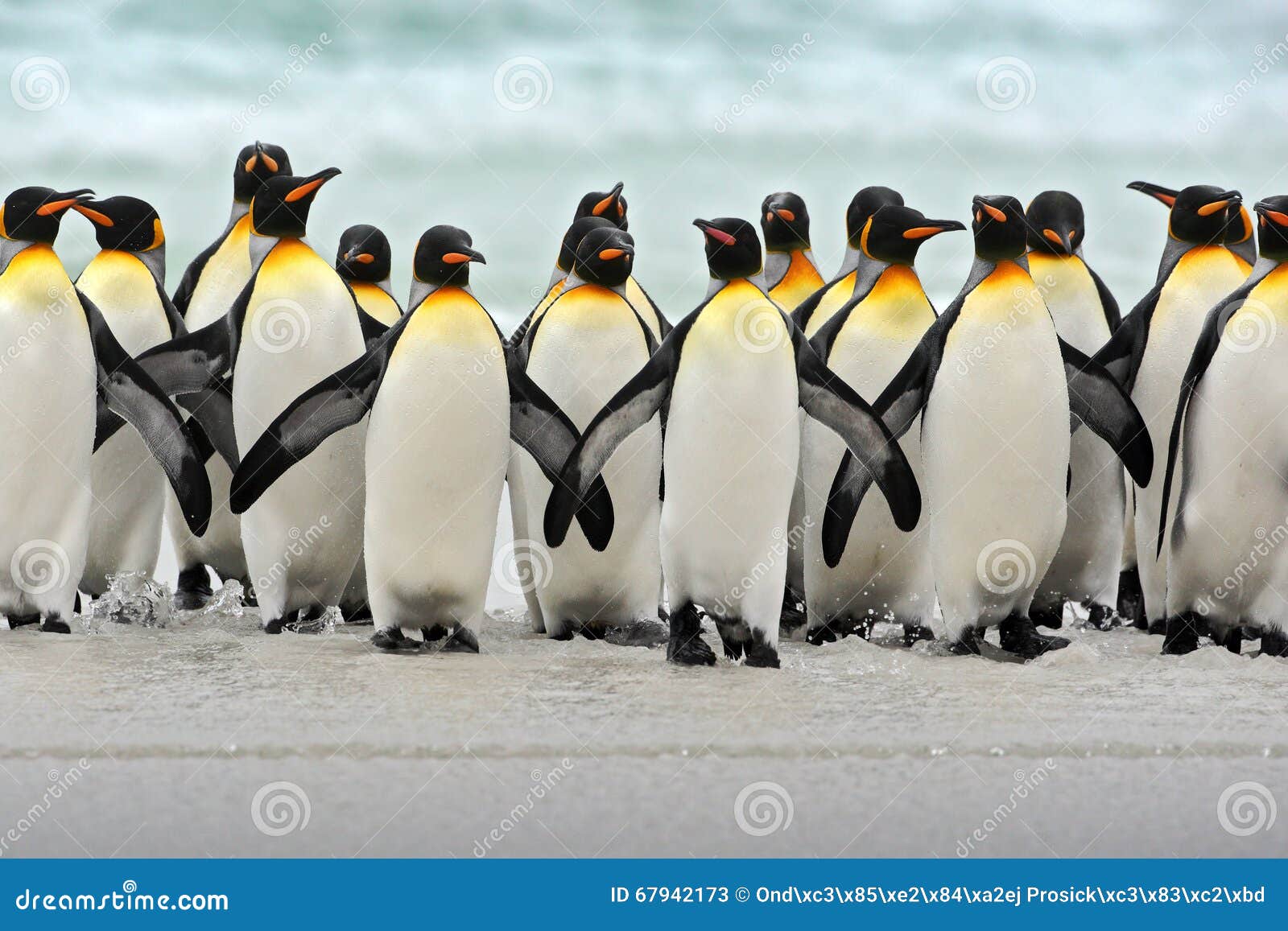 group of king penguins coming back together from sea to beach with wave a blue sky, volunteer point, falkland islands