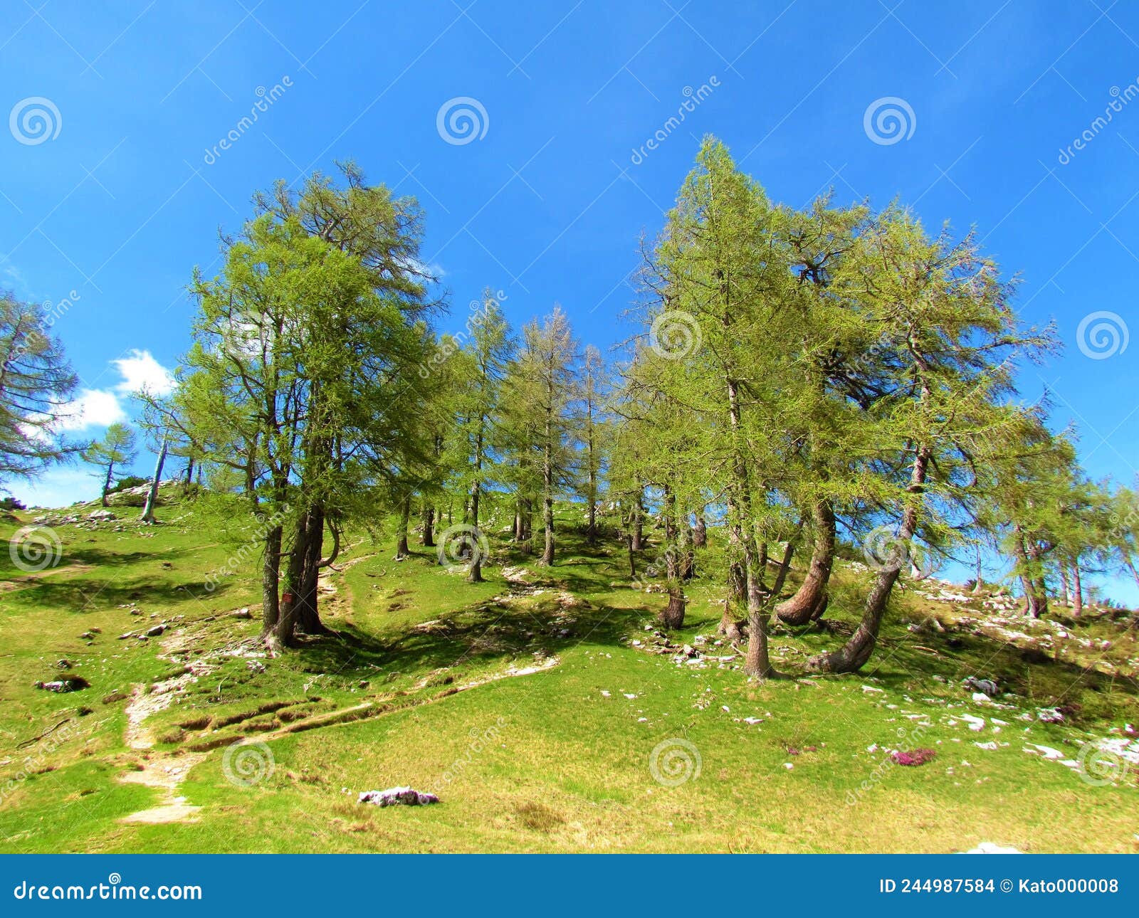 group of larch trees at sleme in julian alps, slovenia