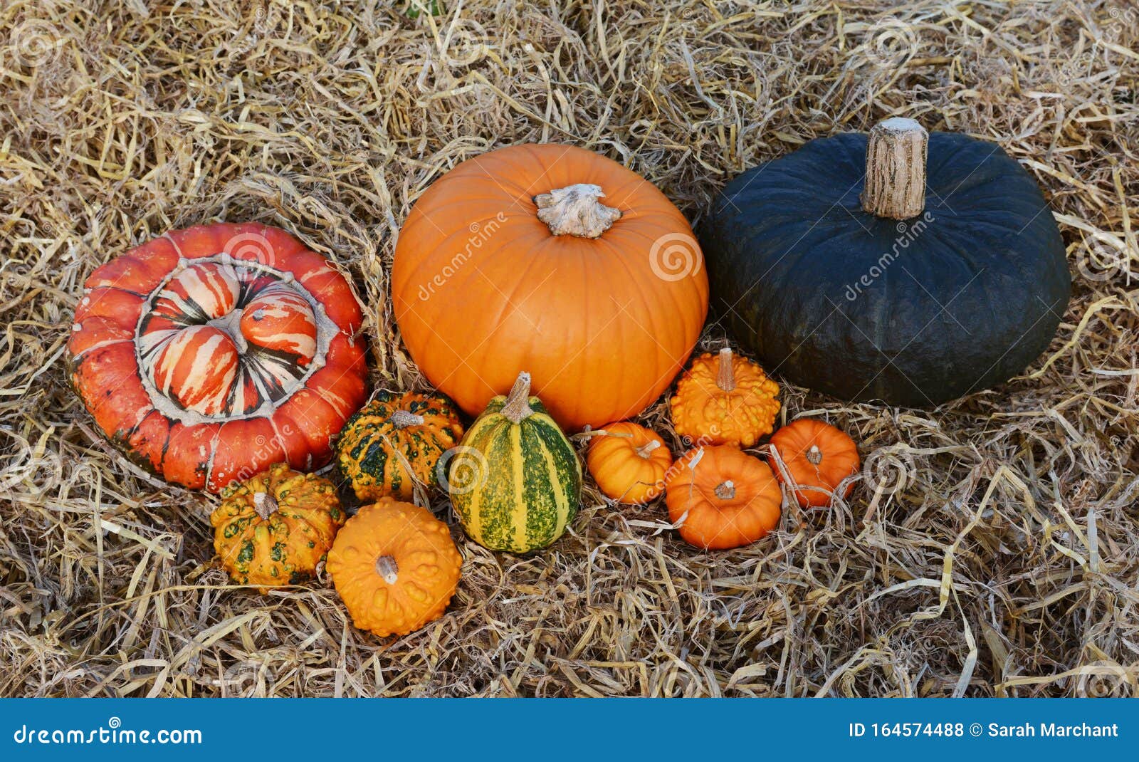 Group of Large and Small Pumpkins and Gourds Stock Photo Image of