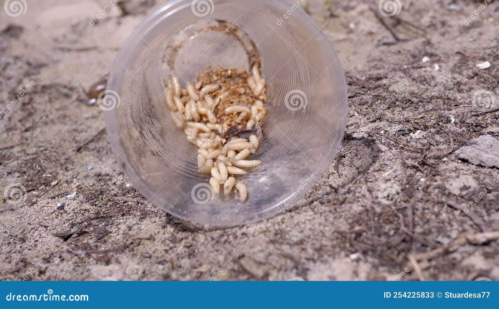 Group of Larvae of White Worms Crawls in a Plastic Cup in the Rays of Sunlight Stock Video