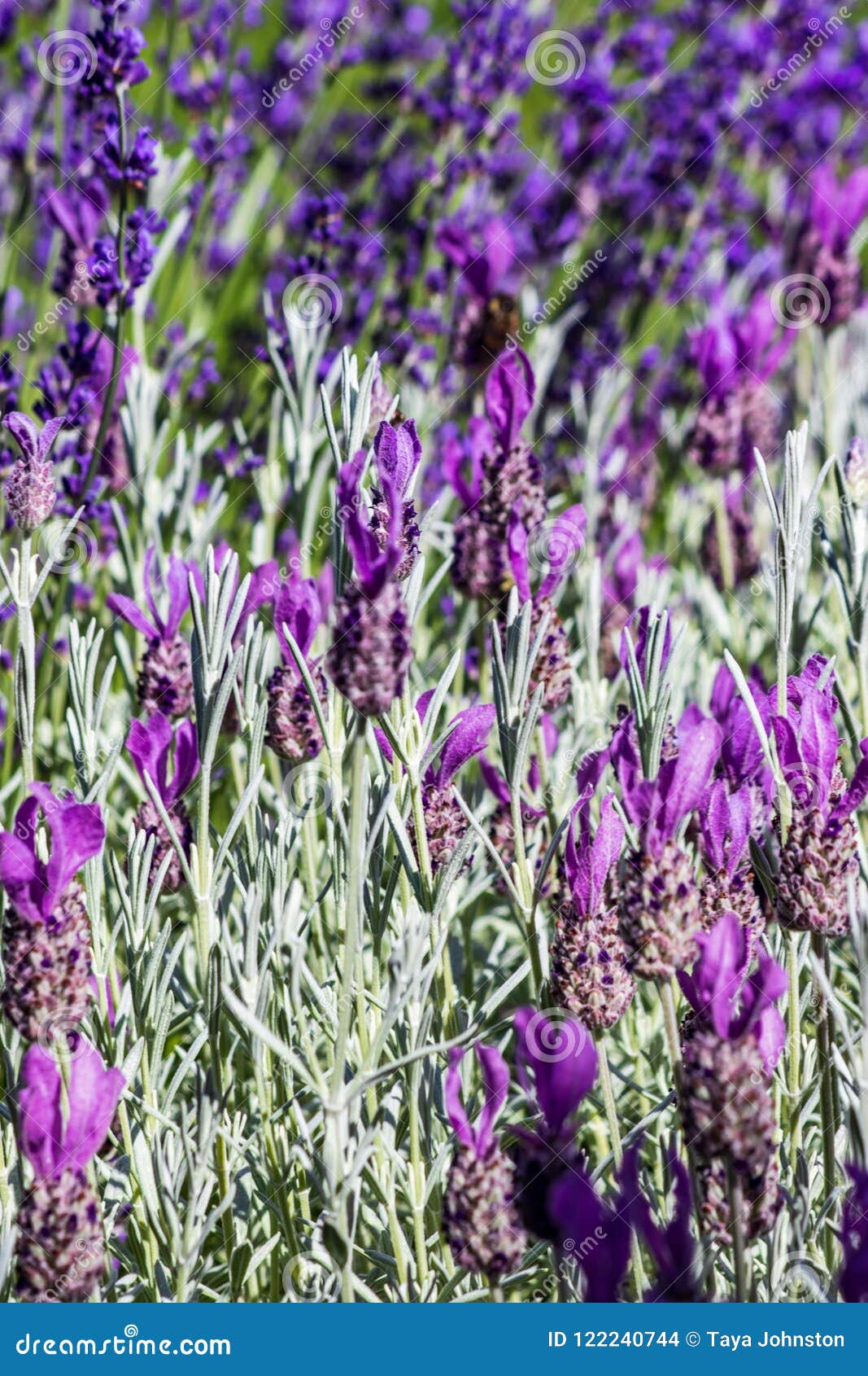 Group of lavender stalks stock photo. Image of purple 122240744