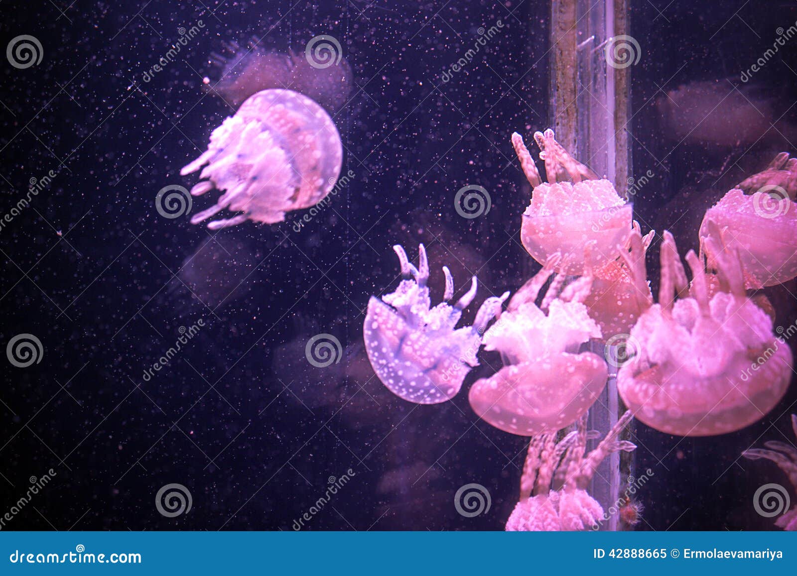 Group of Light Pink Jellyfish Stock Image Image of aquatic, dangerous