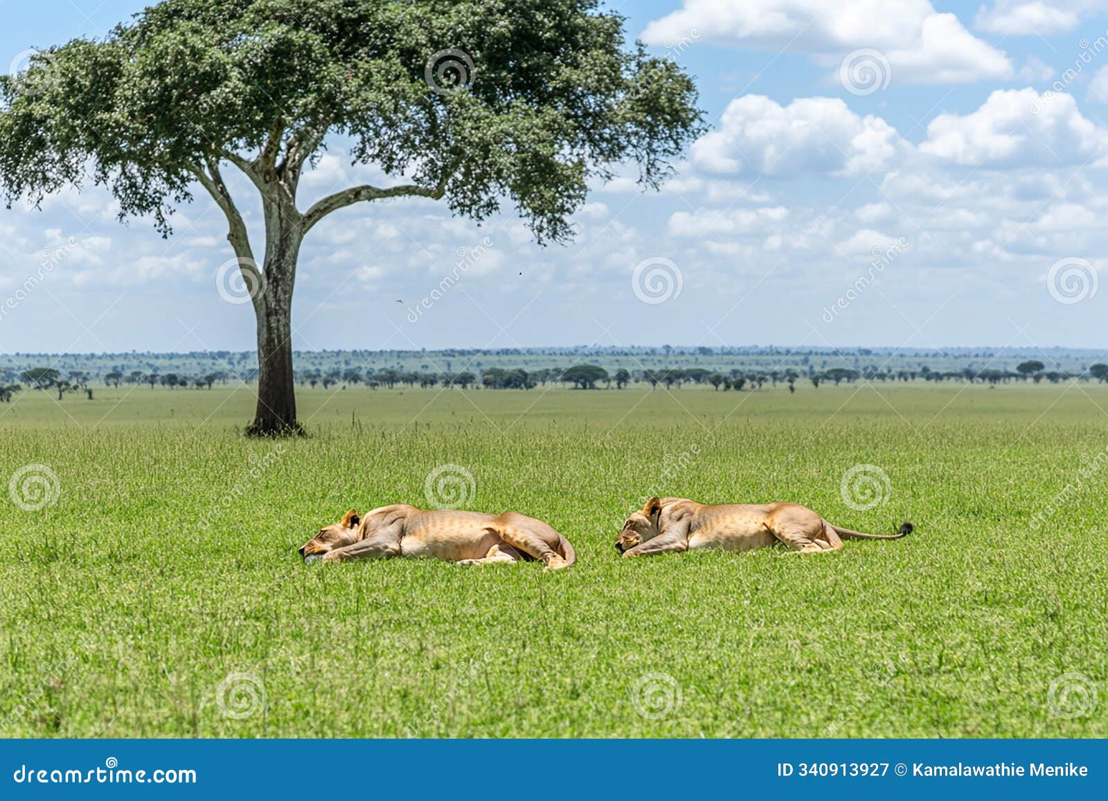 pride of lions relaxing under a shady tree