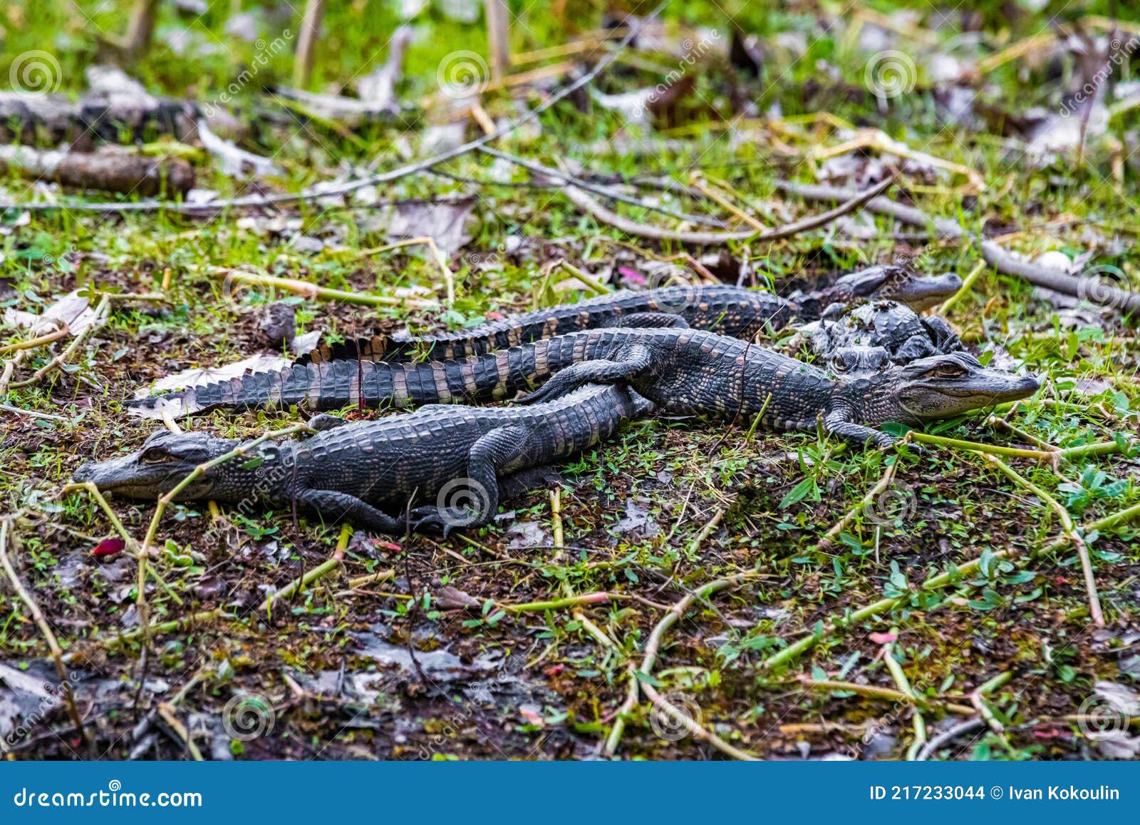 Group of Little Baby Alligators Resting on the Grass Stock Photo