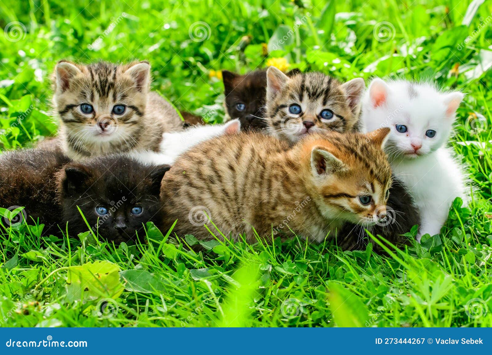 Group of little kittens stock image. Image of family - 273444267