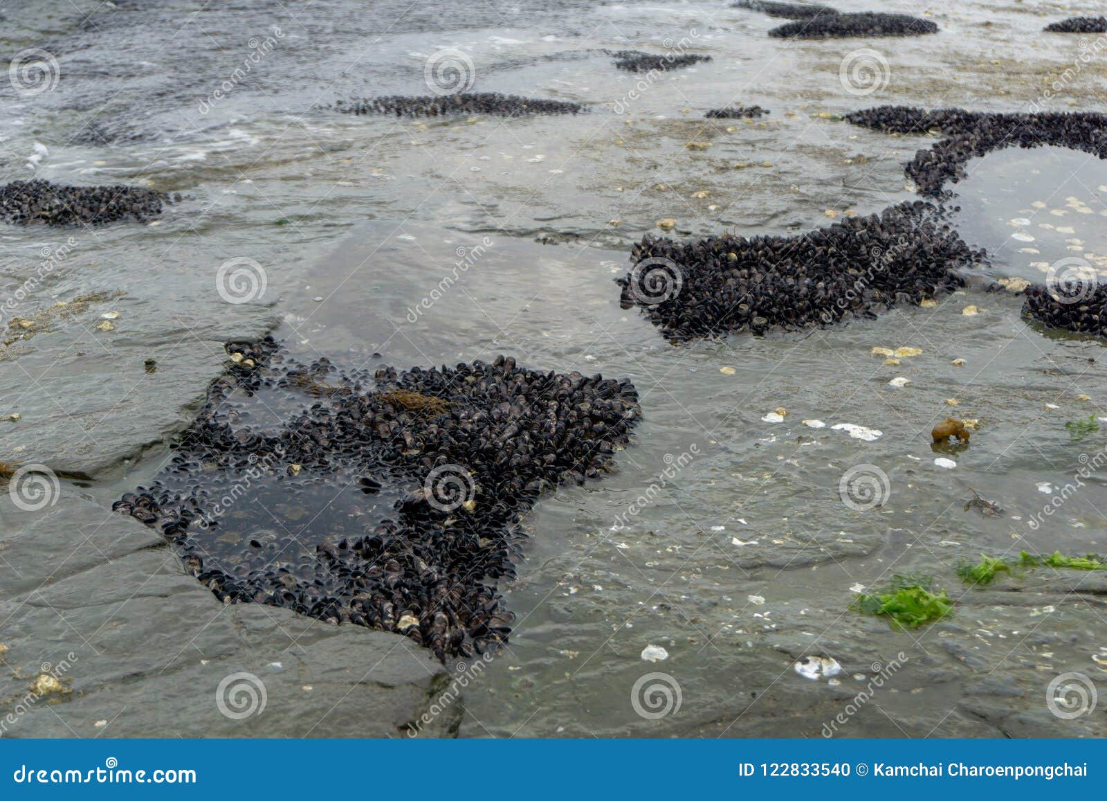 A Group of Living Seashell and Barnacles Attached To the Rock Stock Biology Diagrams