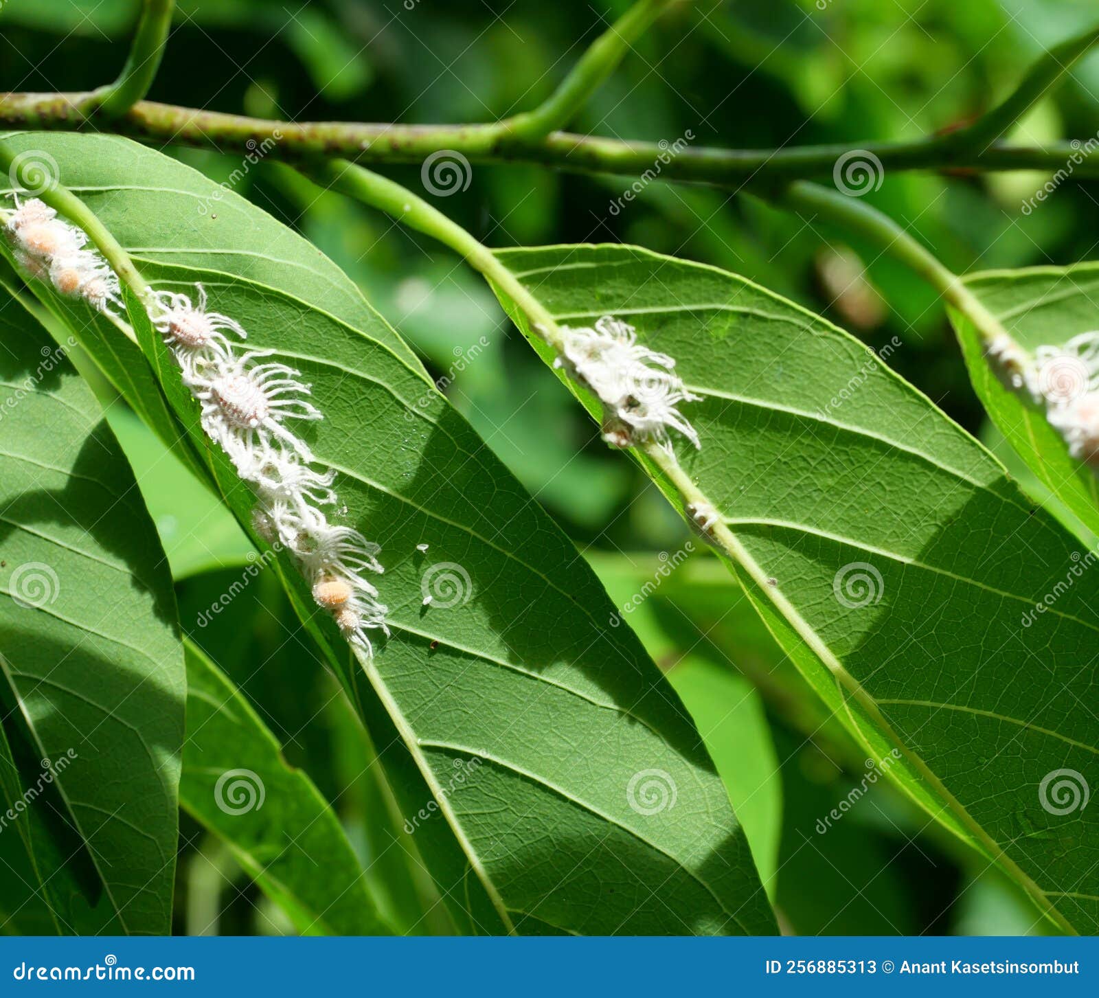 group of long-tailed mealybug or pseudococcus longispinus  on green leaf