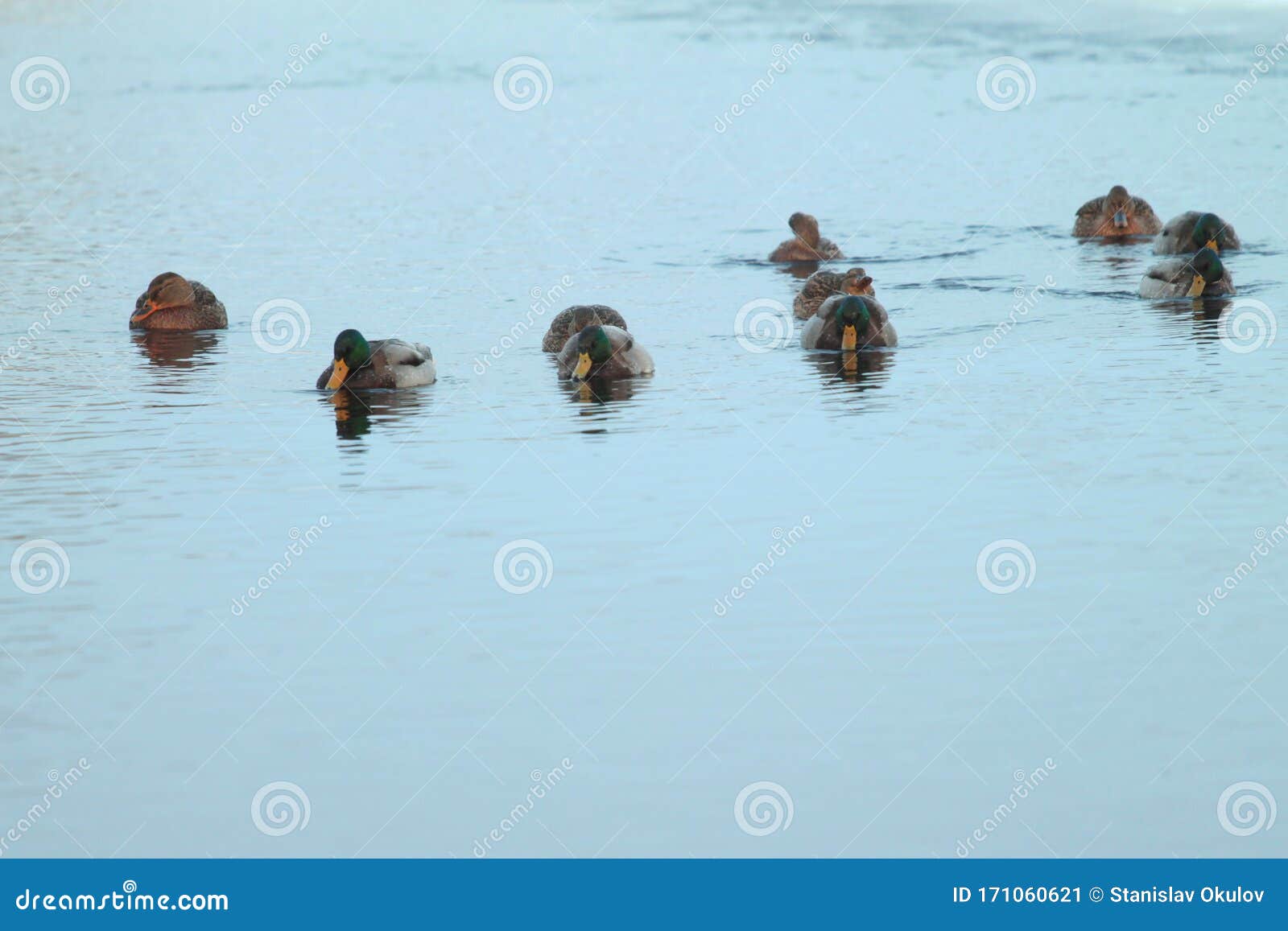 A Group of Mallard and Drake Ducks Swim in the Water in Winter Stock